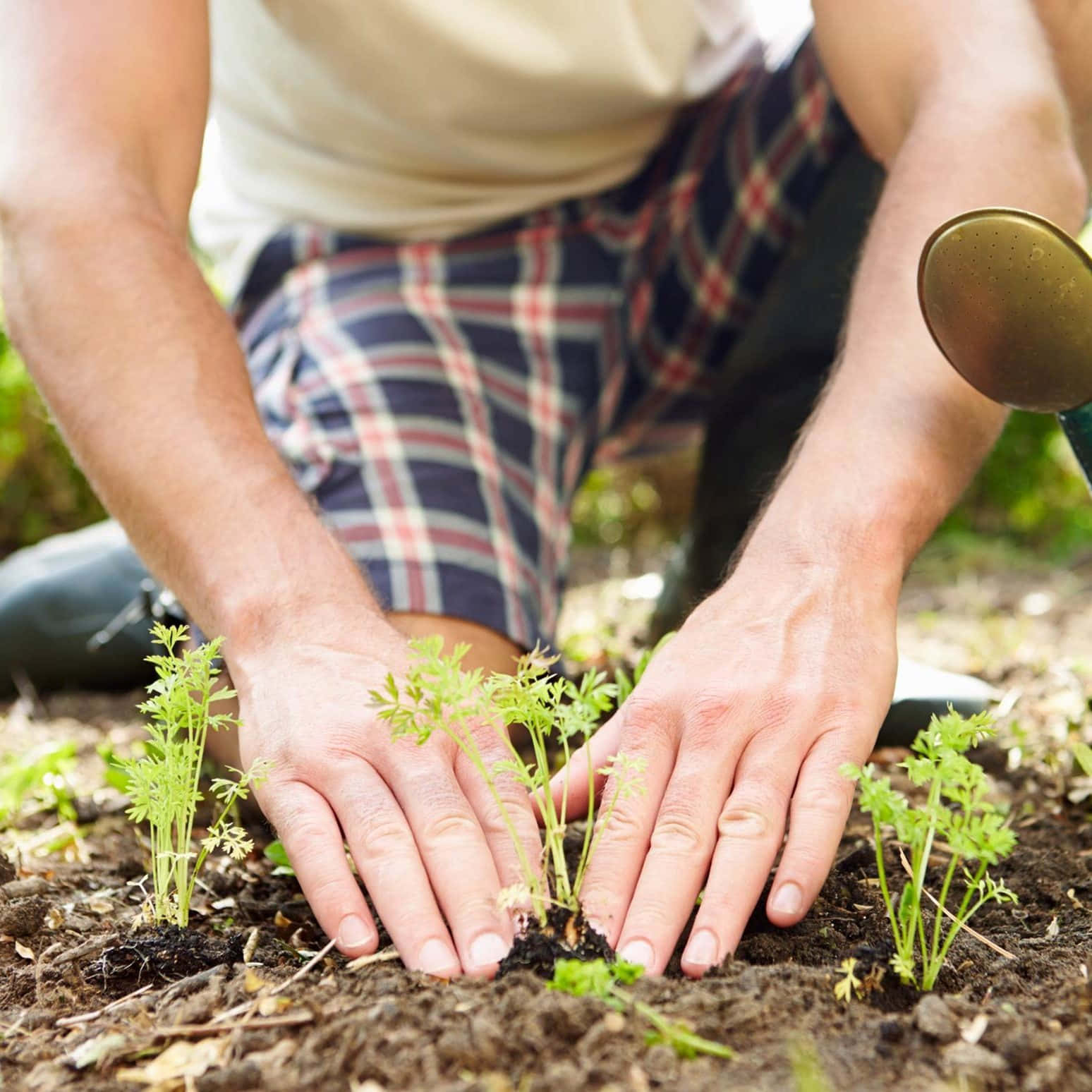 Gardening 桌布 壁紙 — 雙手輕輕將嫩綠幼苗壓入肥沃深色泥土的特寫，附近有一個噴壺。