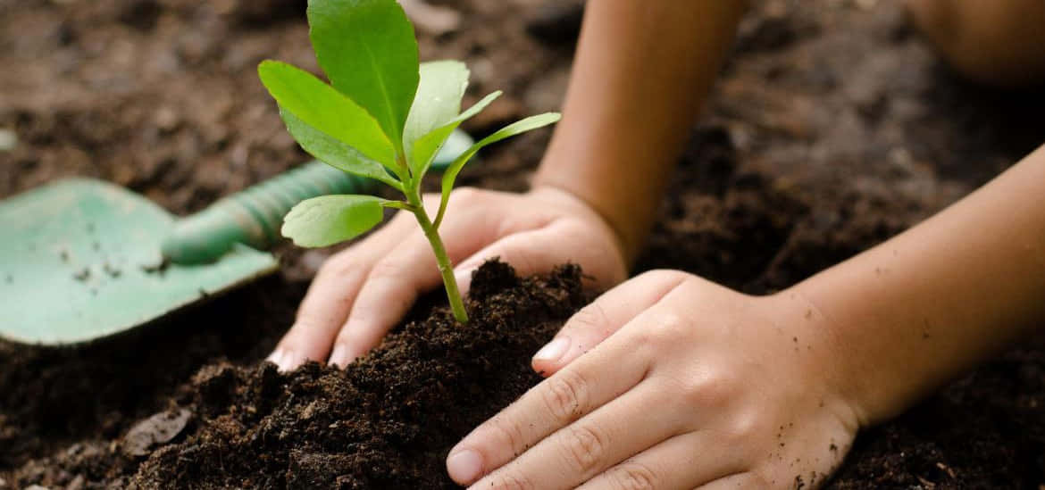 Organic Farming 桌布 壁紙 — 雙手輕輕將肥沃的土壤壓在充滿活力的綠色樹苗周圍，附近有一把小鏟子。