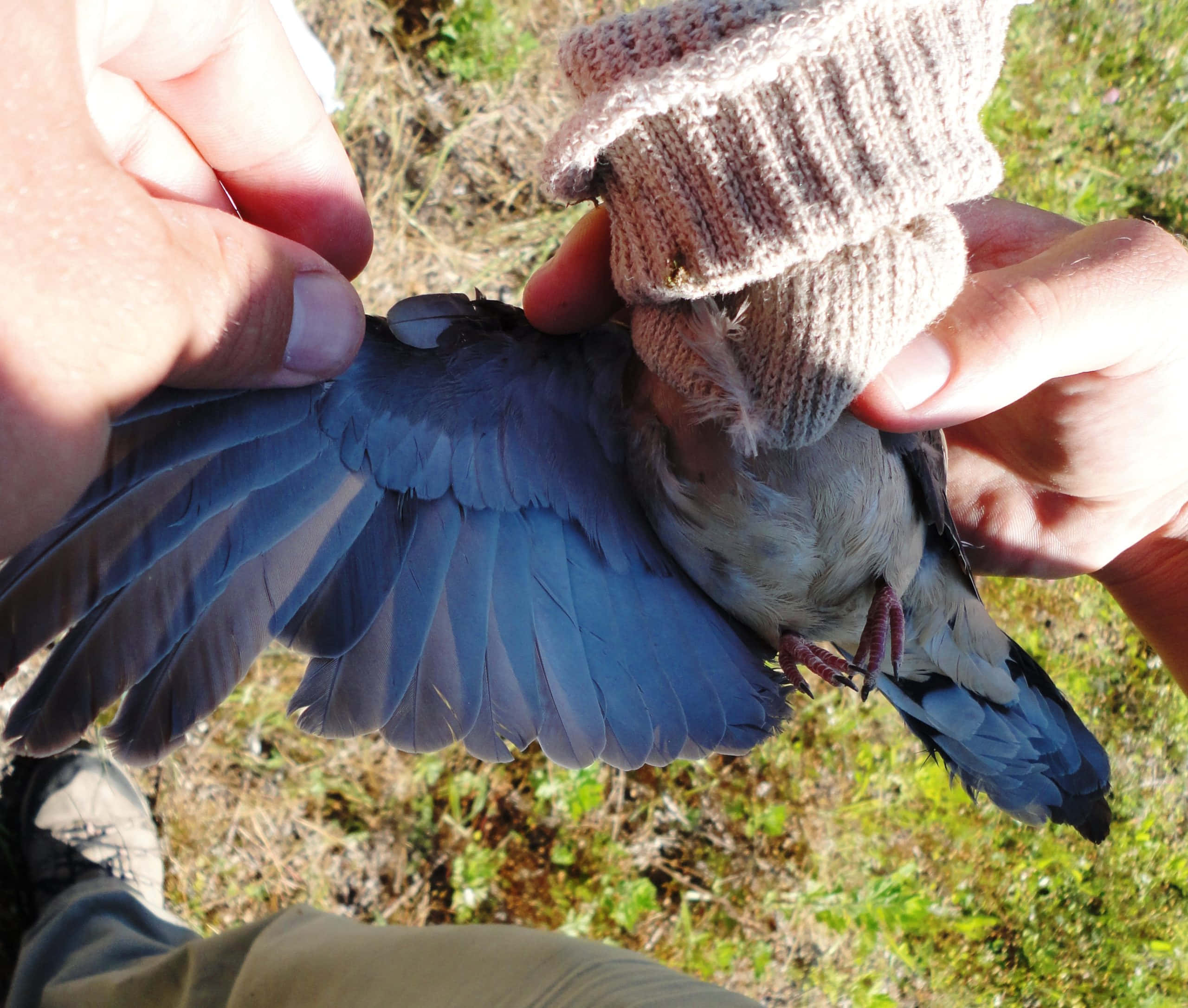 Dove Wings 桌布 壁紙 — 雙手輕輕捧著一隻展開藍灰色翅膀、頭上套著編織襪子的小鳥，背景是草地。
