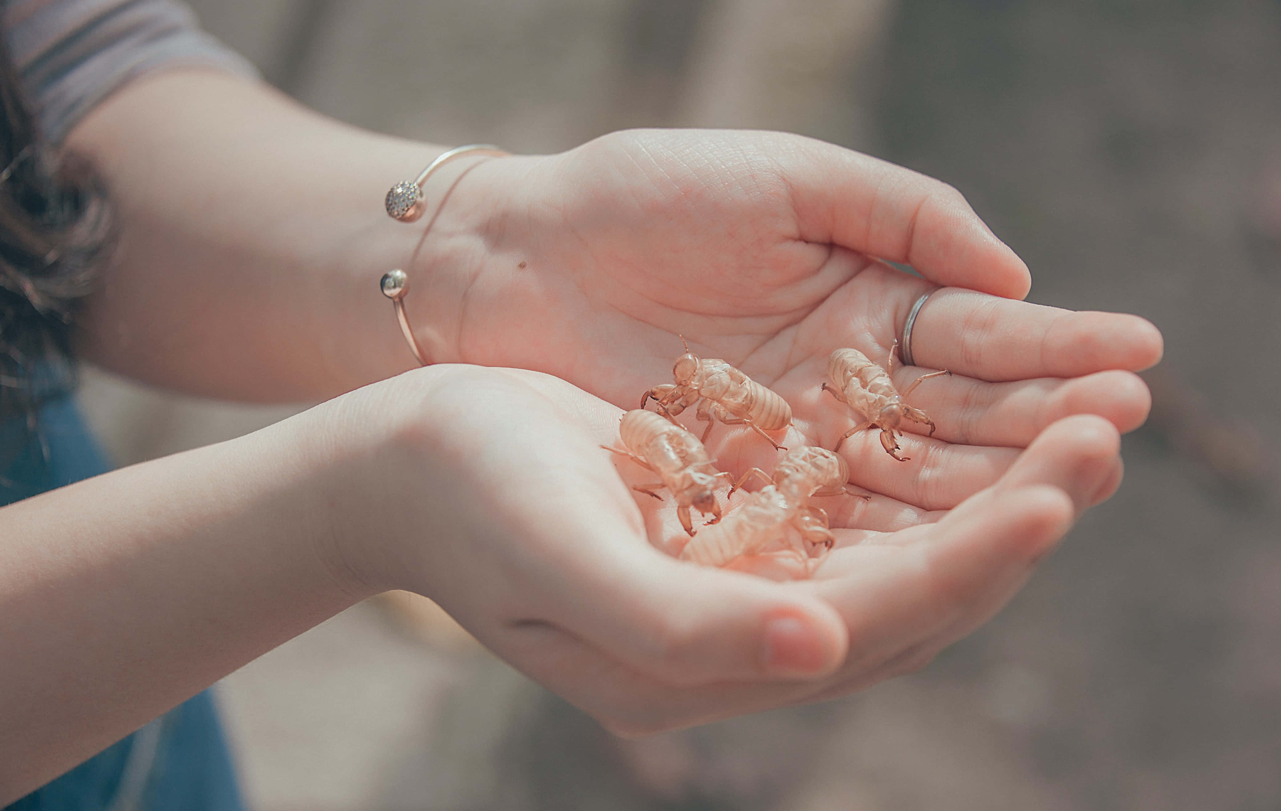 hands 桌布 壁紙 — 雙手輕輕捧著幾個半透明的蟬蛻，背景柔和模糊。