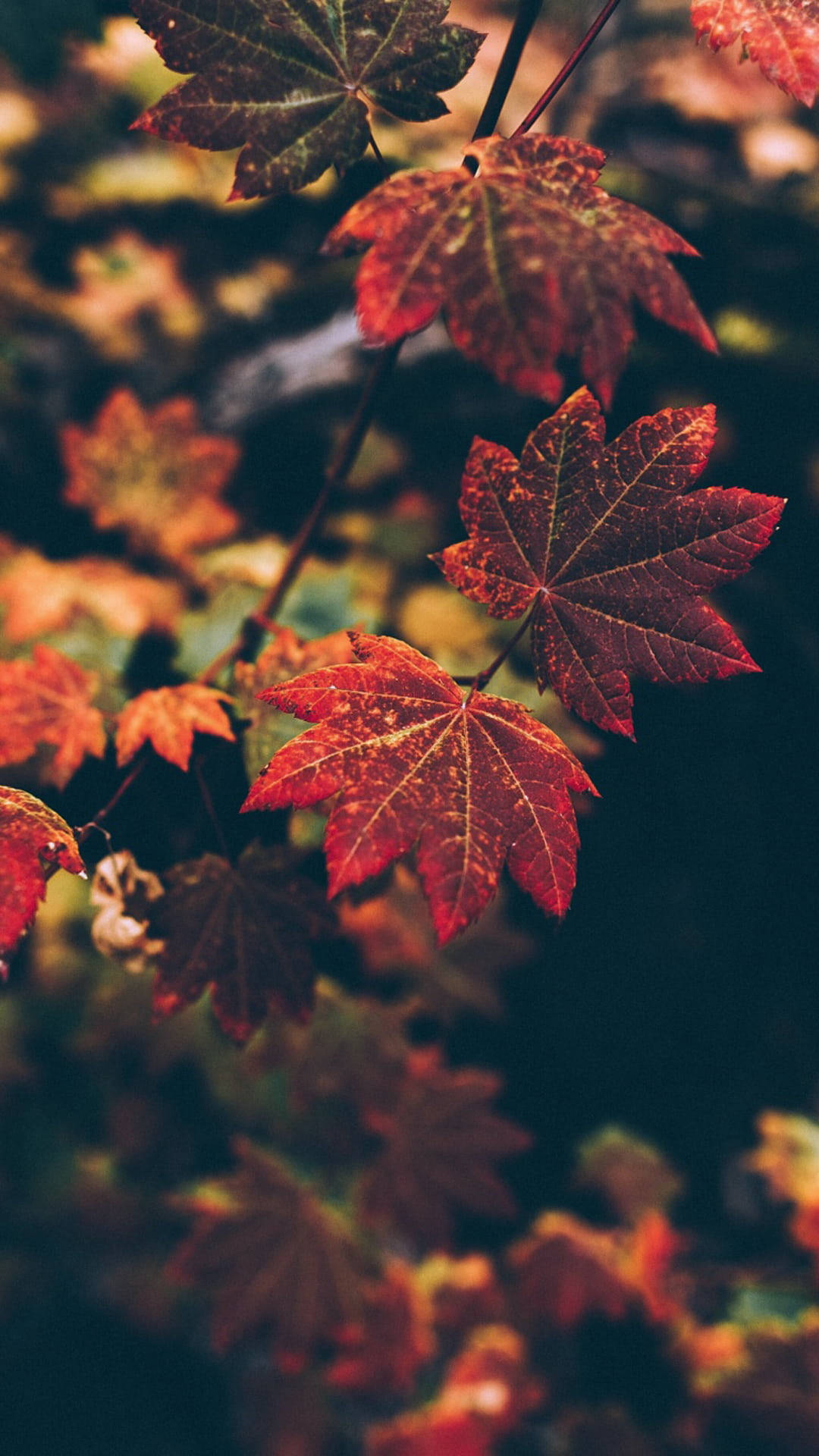 秋天紅色楓葉的特寫，背景柔和模糊。