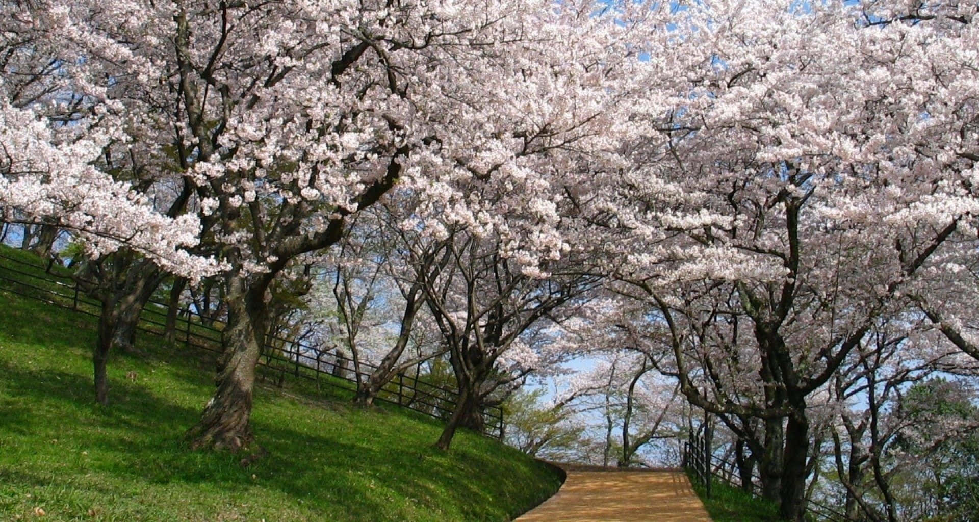 盛開的櫻花樹在陽光明媚的春季公園中拱起在木徑上方。