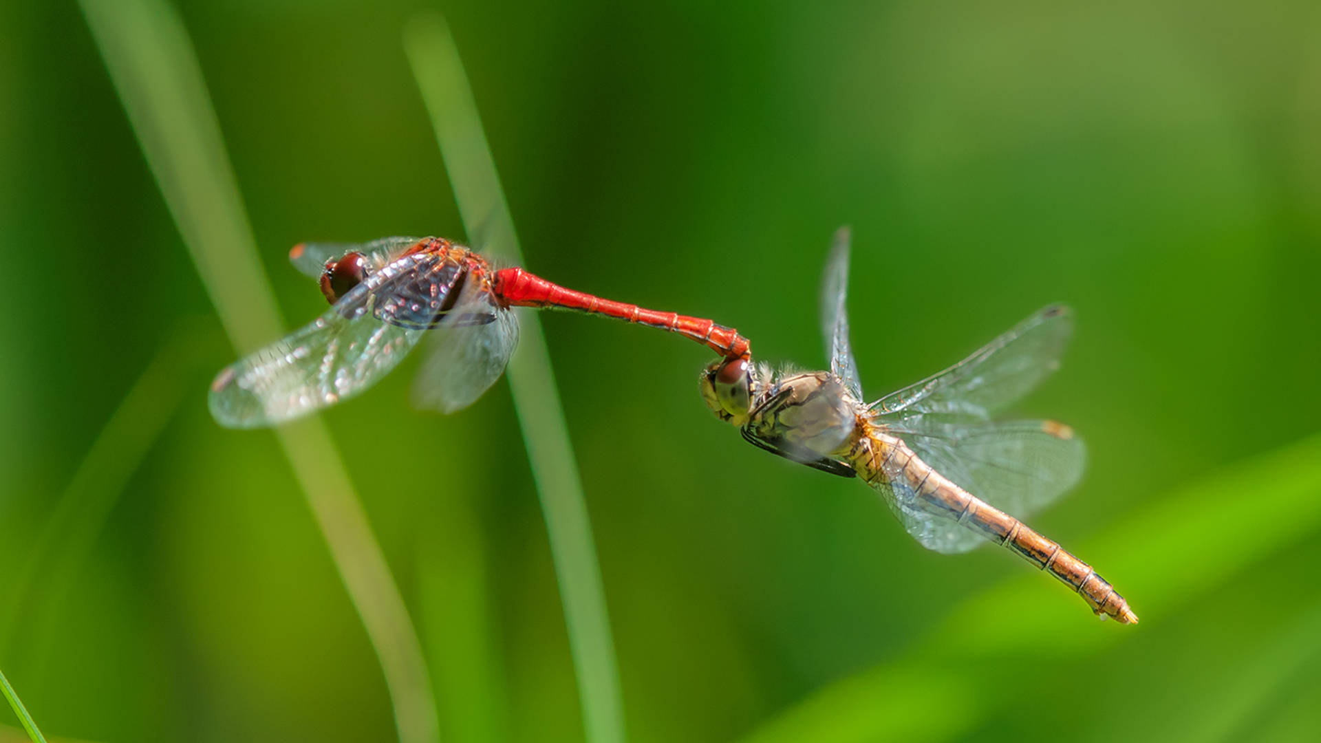 雙隻精緻 Meadowhawk 蜻蜓 壁紙 — 兩隻蜻蜓在半空中交配的姿勢，背景是柔和的綠色模糊草地。