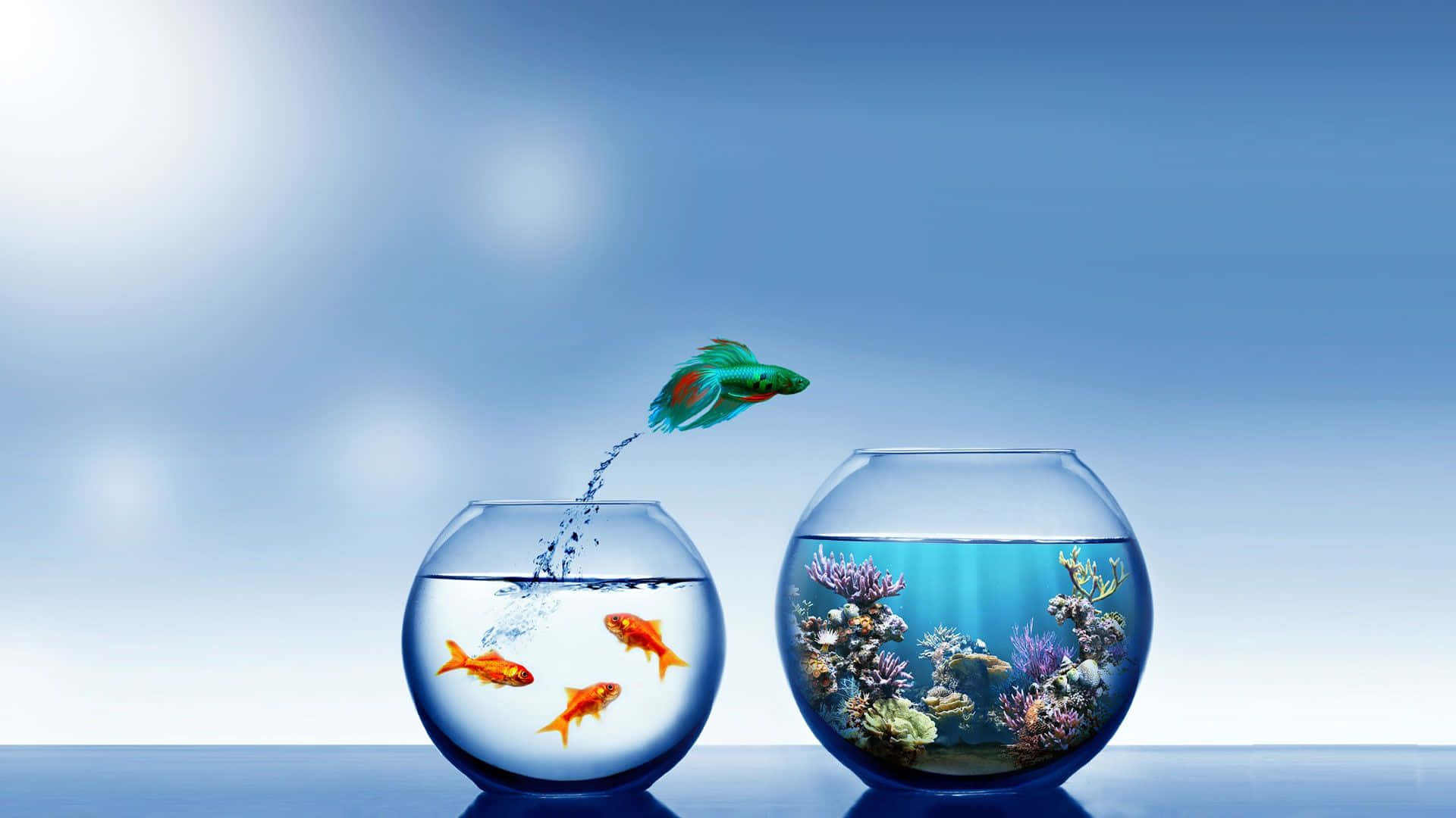 雙魚缸水族箱背景 壁紙 — 一條充滿活力的綠色鬥魚從一個普通的碗跳到一個色彩繽紛、充滿珊瑚的碗，背景是柔和的藍色漸變。
