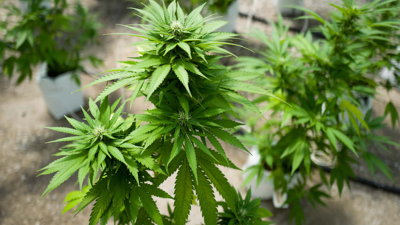 健康大麻植物在室內盆栽中生長的近距離特寫。 — 大麻 壁紙