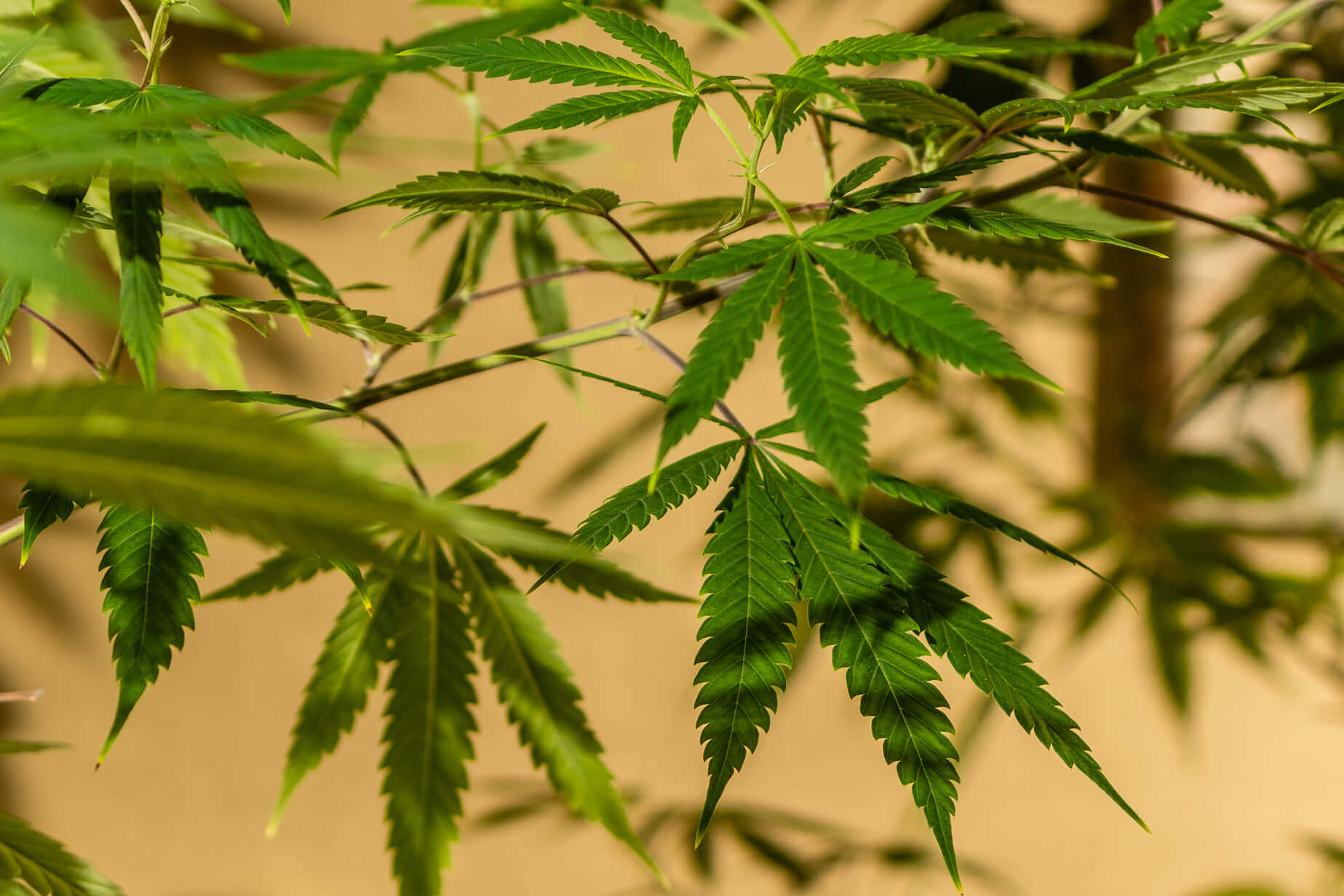 自然光下大麻葉的特寫，帶有鋸齒狀邊緣和綠色葉脈。