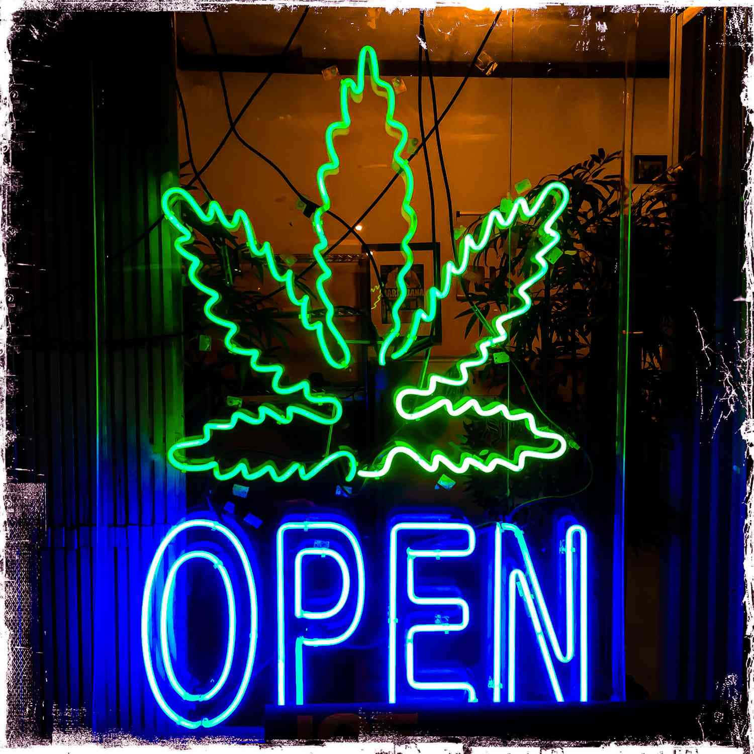 霓虹大麻葉和開放標誌在夜間商店櫥窗中發光。