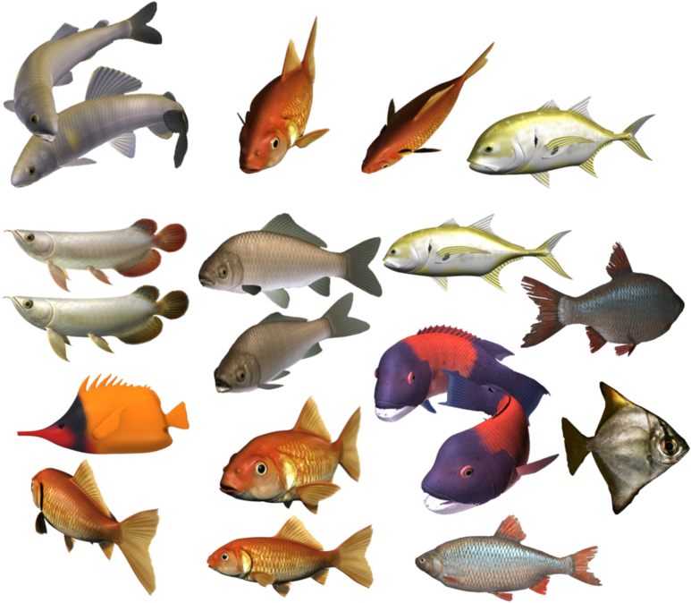 雜項淡水魚收藏 壁紙
