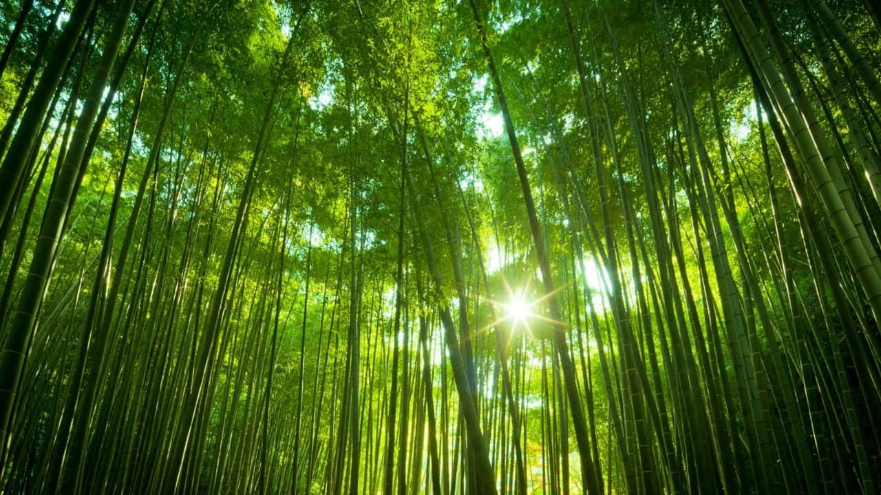 陽光穿過茂密森林中高大的竹子。