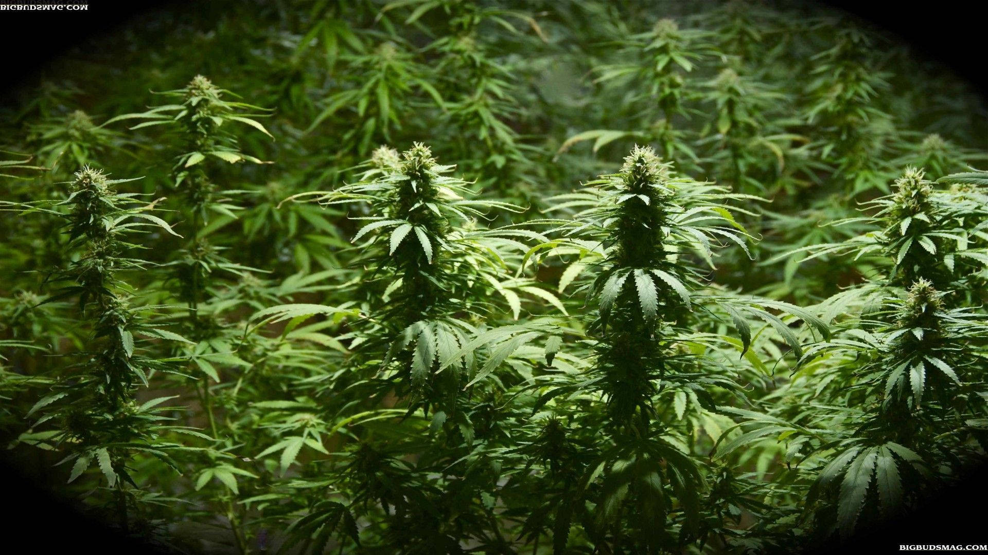 在生長室中，一排排成熟的大麻植物，帶有萌芽的花朵，在人造燈光下。
