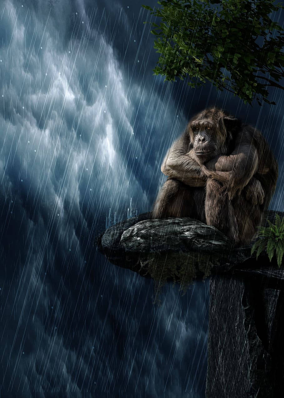 黑猩猩在暴雨中坐在懸崖上，星空下