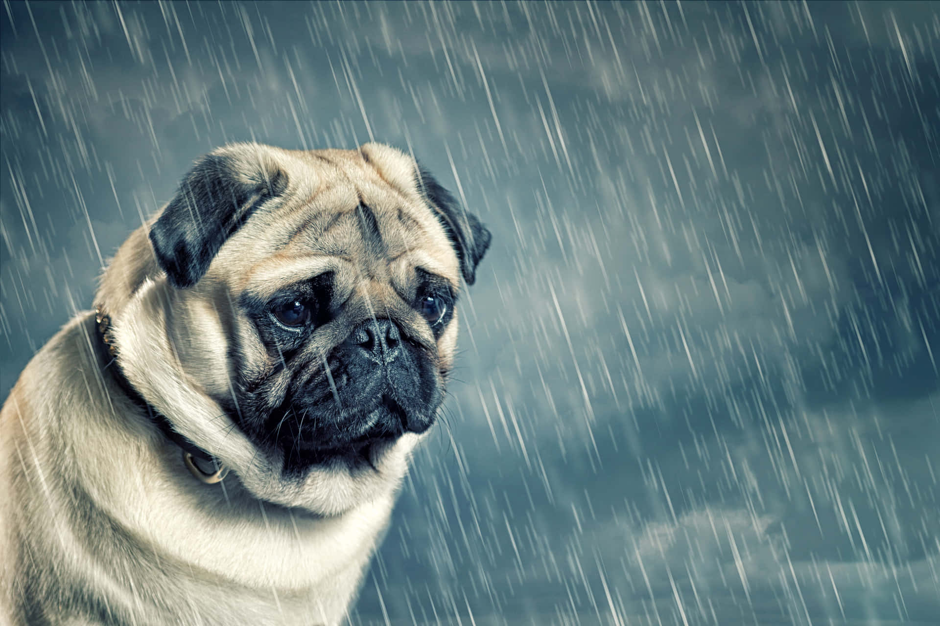 一隻八哥犬在暴風雨天空下的大雨中看起來很悲傷。