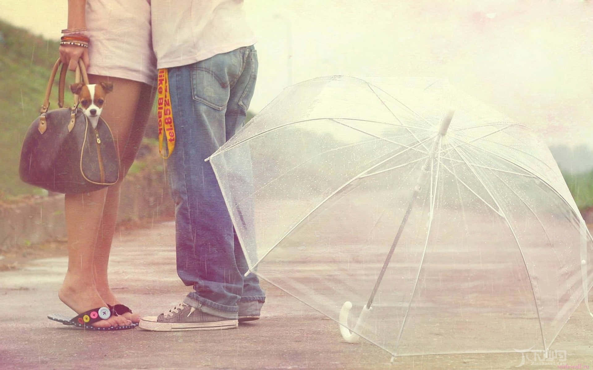 雨中情侶共撐透明傘 壁紙 — 一對情侶站在雨中，一隻小狗從手袋中探出頭來，旁邊有一把透明雨傘，地面濕漉漉。