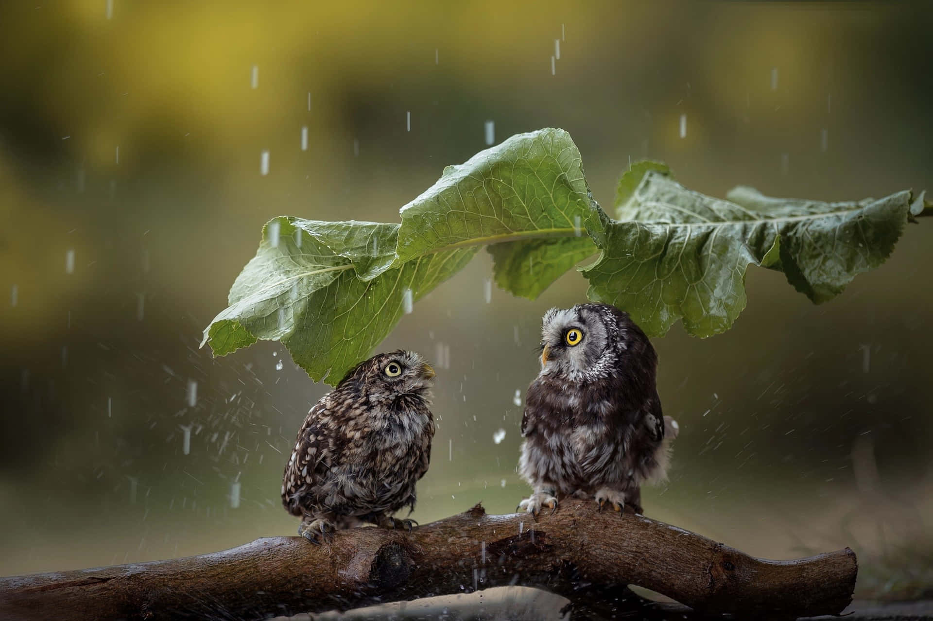 兩隻小貓頭鷹在森林的雨中躲在葉子下避雨。