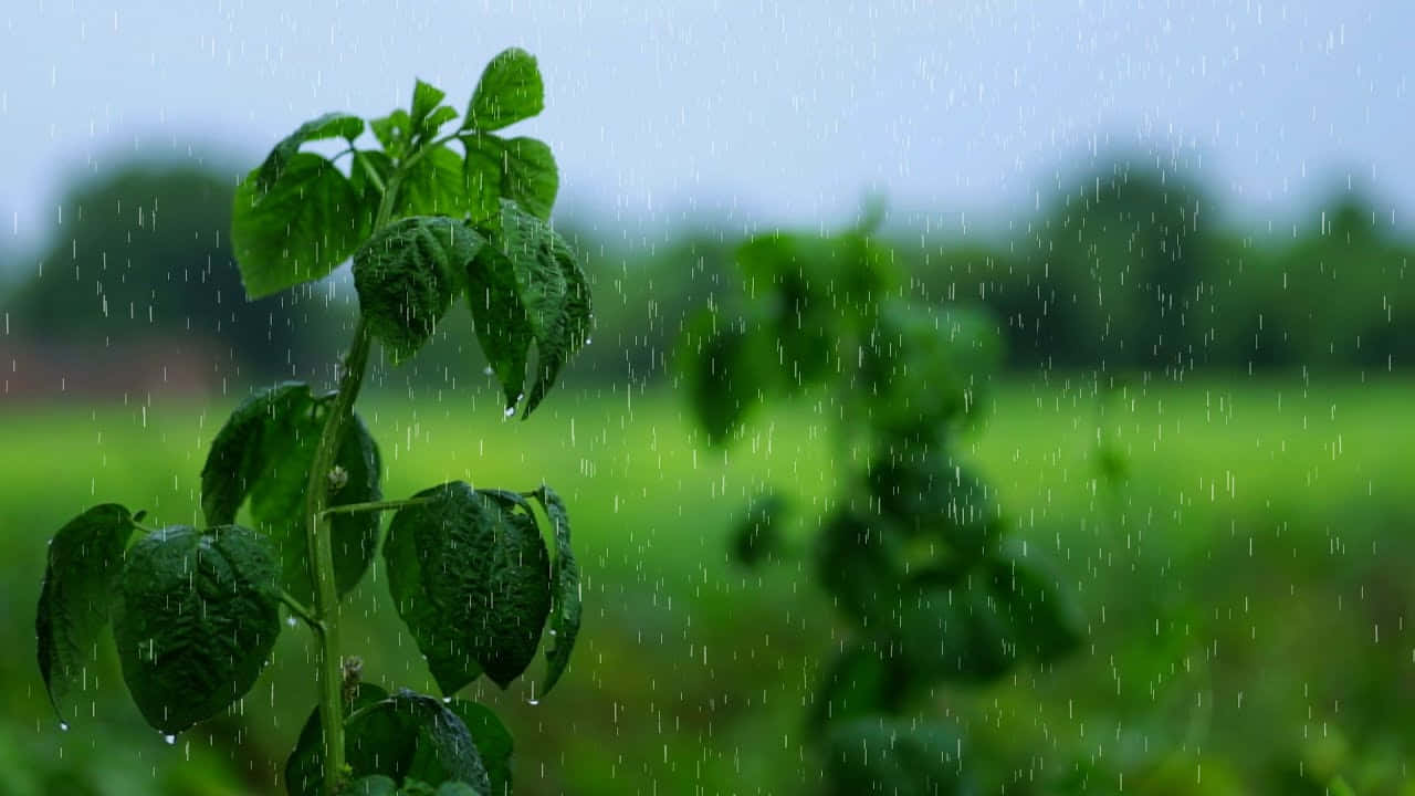 雨中模糊田野中的綠色植物與雨滴。