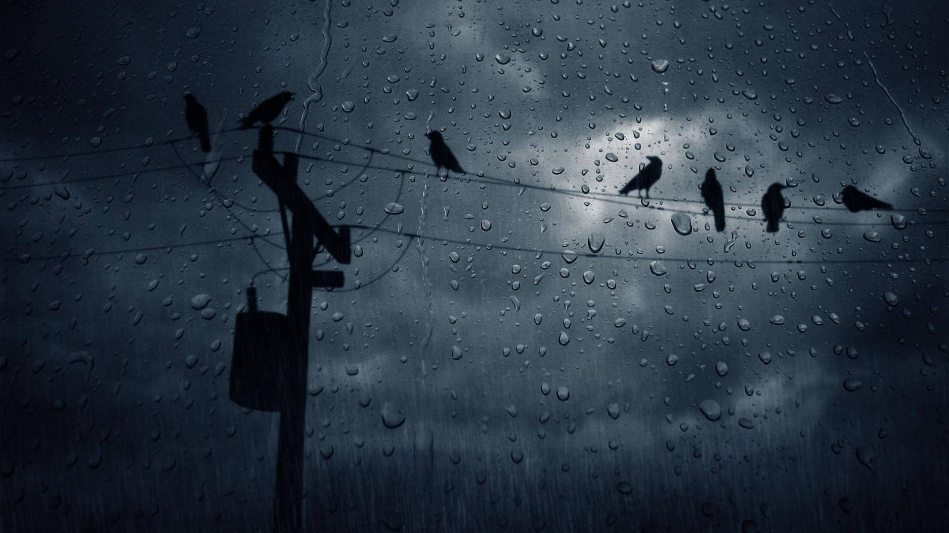 鳥兒在雨中暴風中在電線上形成剪影，透過濕窗觀看。