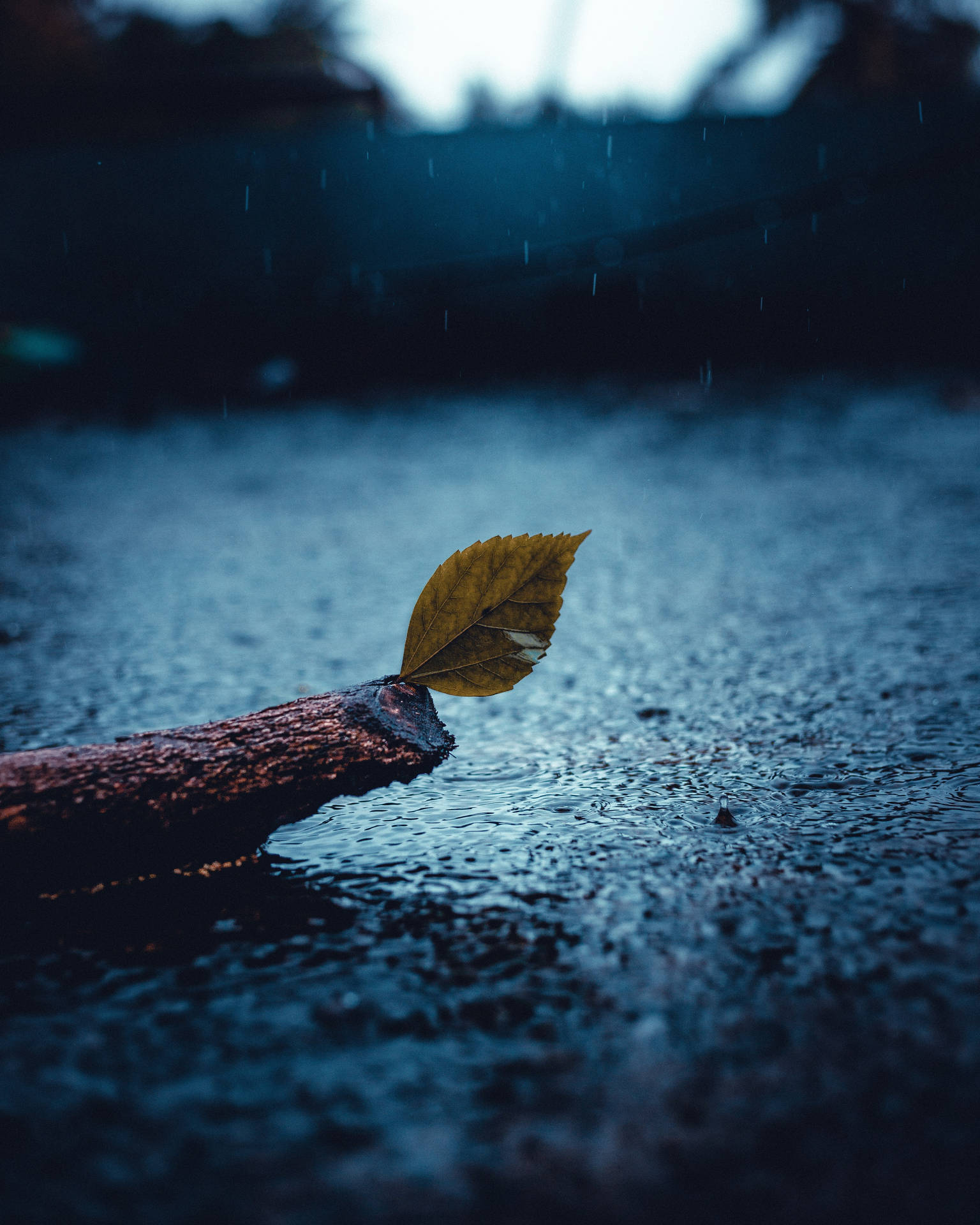 黃昏時分，雨浸的水中枝上的一片黃葉。