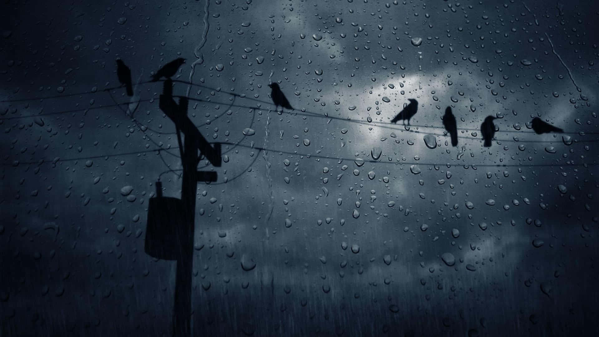 雨中的電話線桿上的鳥兒 壁紙