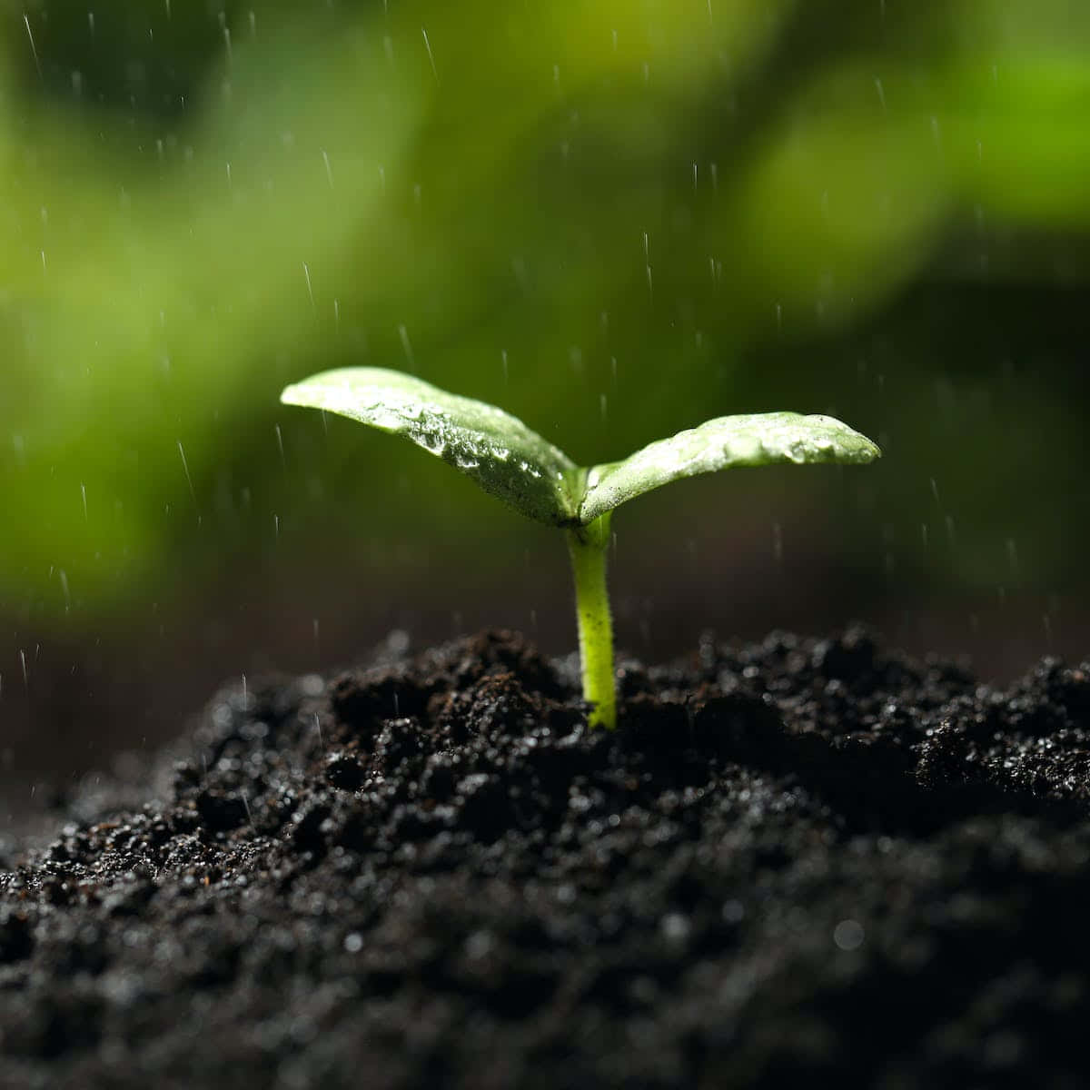 在落下的雨滴下，從黑暗的土壤中發芽的小綠色幼苗。