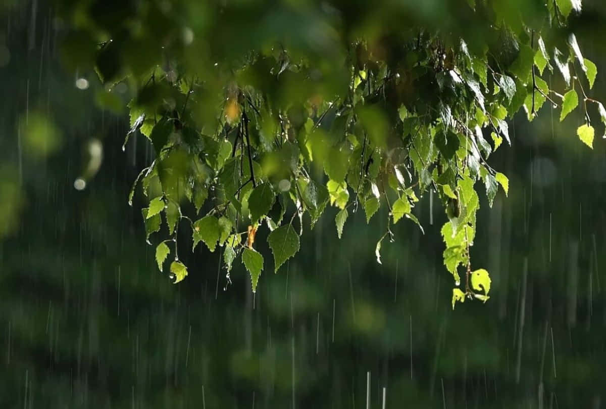 雨天背景 壁紙