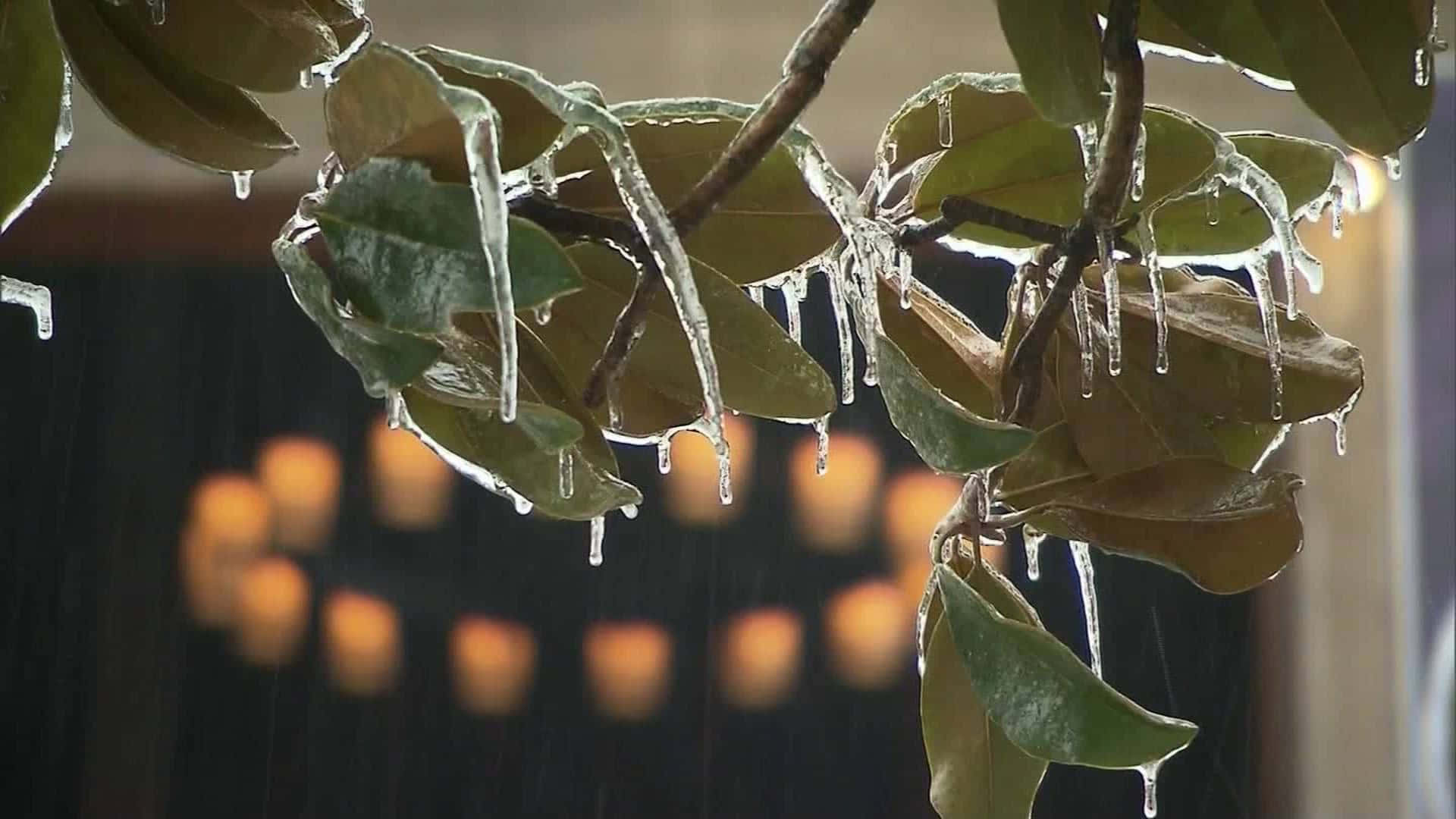 冰柱掛在濕葉上，背後有模糊的溫暖燈光。