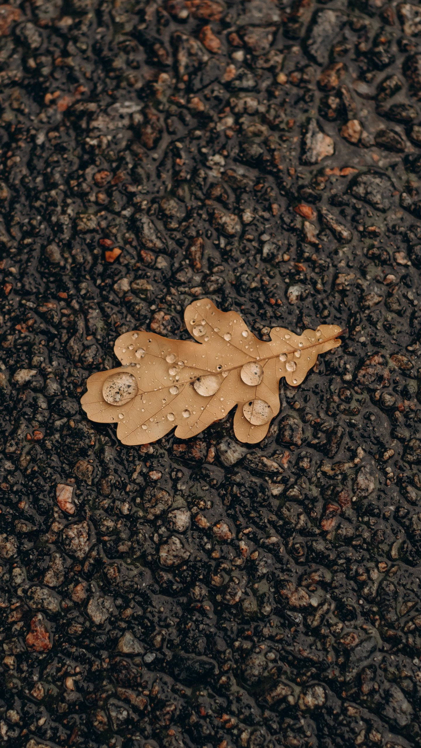 樹葉 桌布 壁紙 — 雨後，一片濕透的橡樹葉帶著閃亮的水珠，靜靜躺在深色紋理瀝青上。