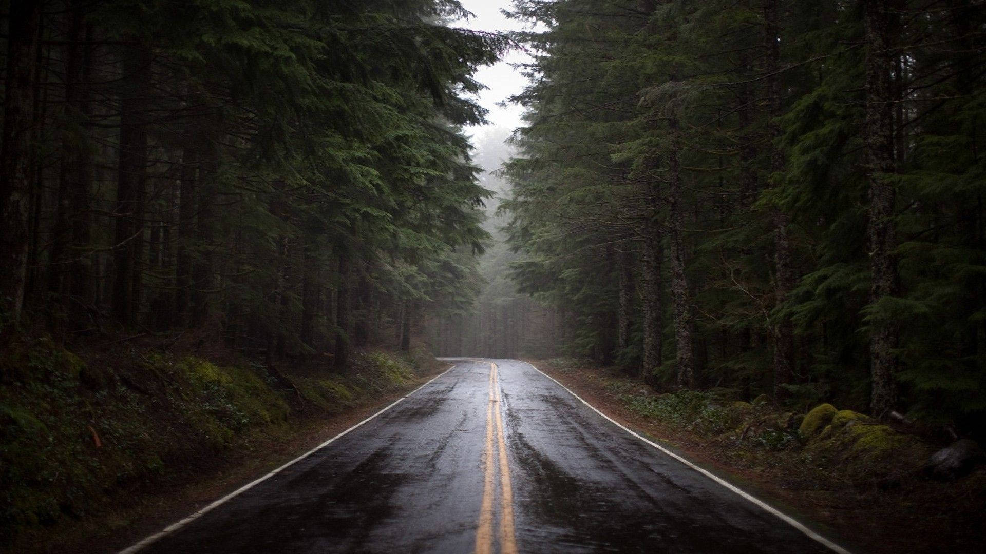 一條被雨水浸濕的道路在霧天蜿蜒穿過茂密的常綠森林。