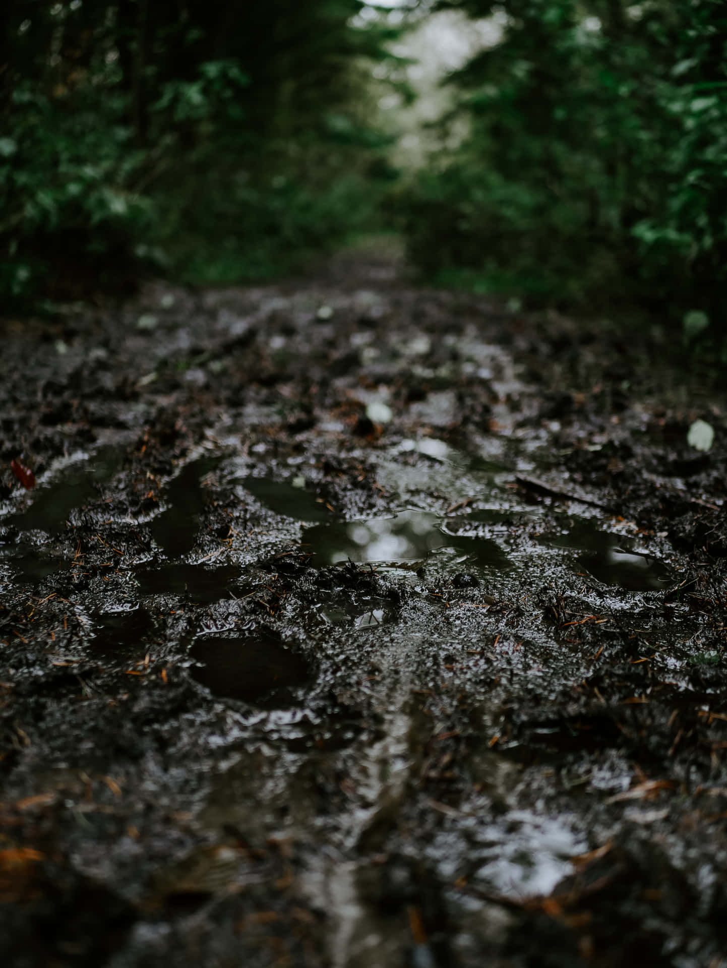 泥濘的森林小徑，有雨水坑和綠色樹葉