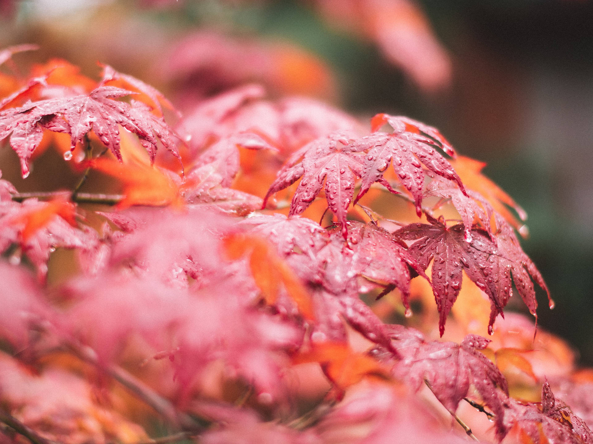 秋雨中濕漉漉的紅色楓葉特寫。
