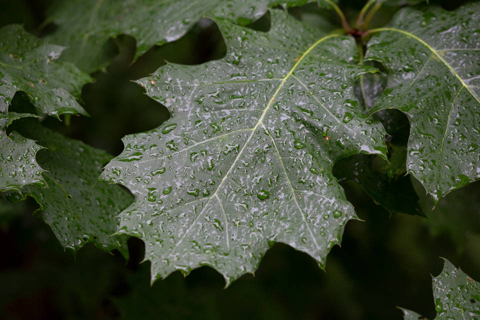 雨後水珠 壁紙 — 特寫鏡頭：鮮綠色橡樹葉上閃爍著雨滴，背景是黑暗模糊的森林。