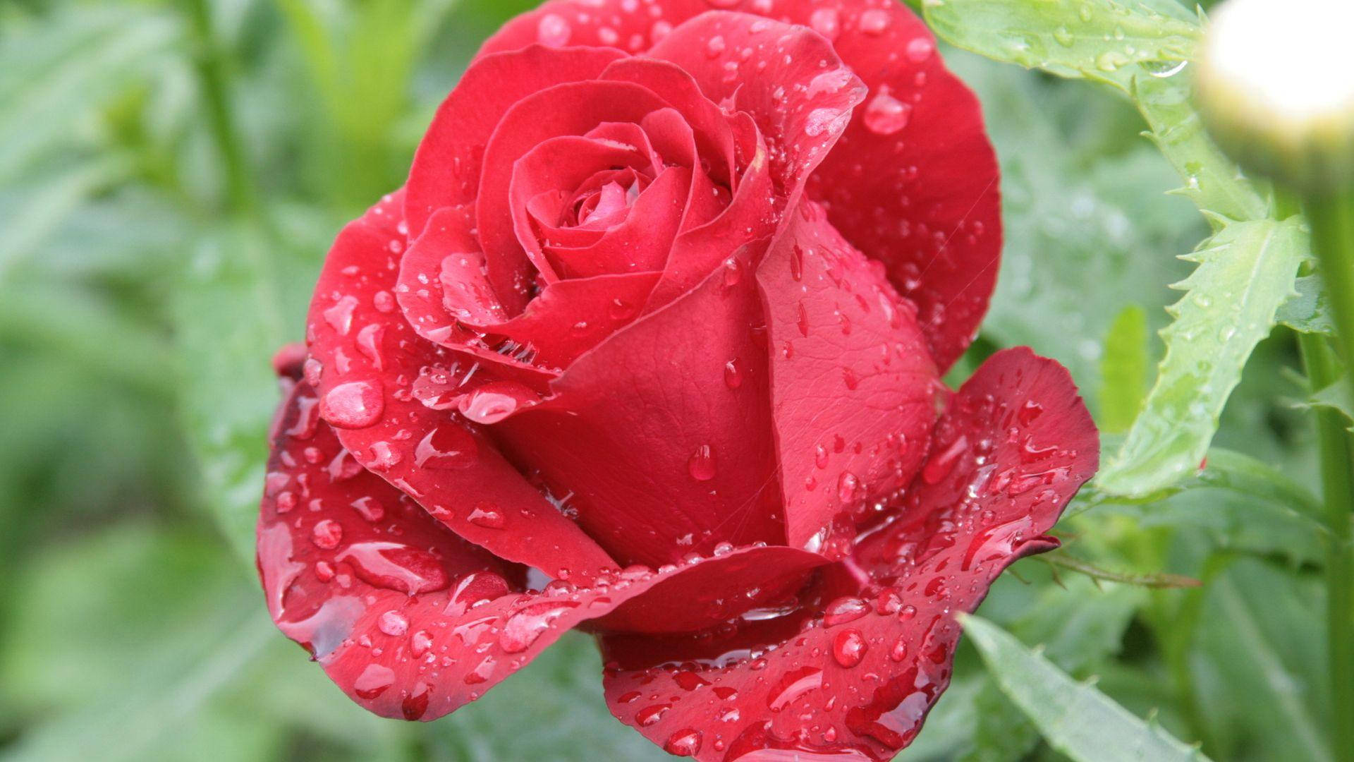 雨後美麗玫瑰高清 壁紙 — 一朵鮮紅的玫瑰在柔和綠色花園背景下閃爍著露珠。