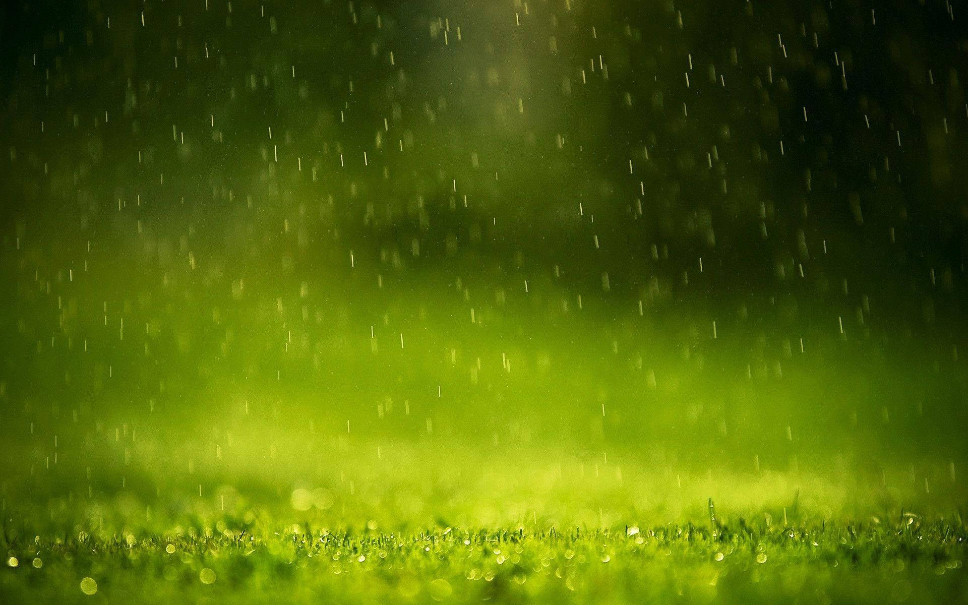 雨水落在茂密的綠草上，背景柔和發光