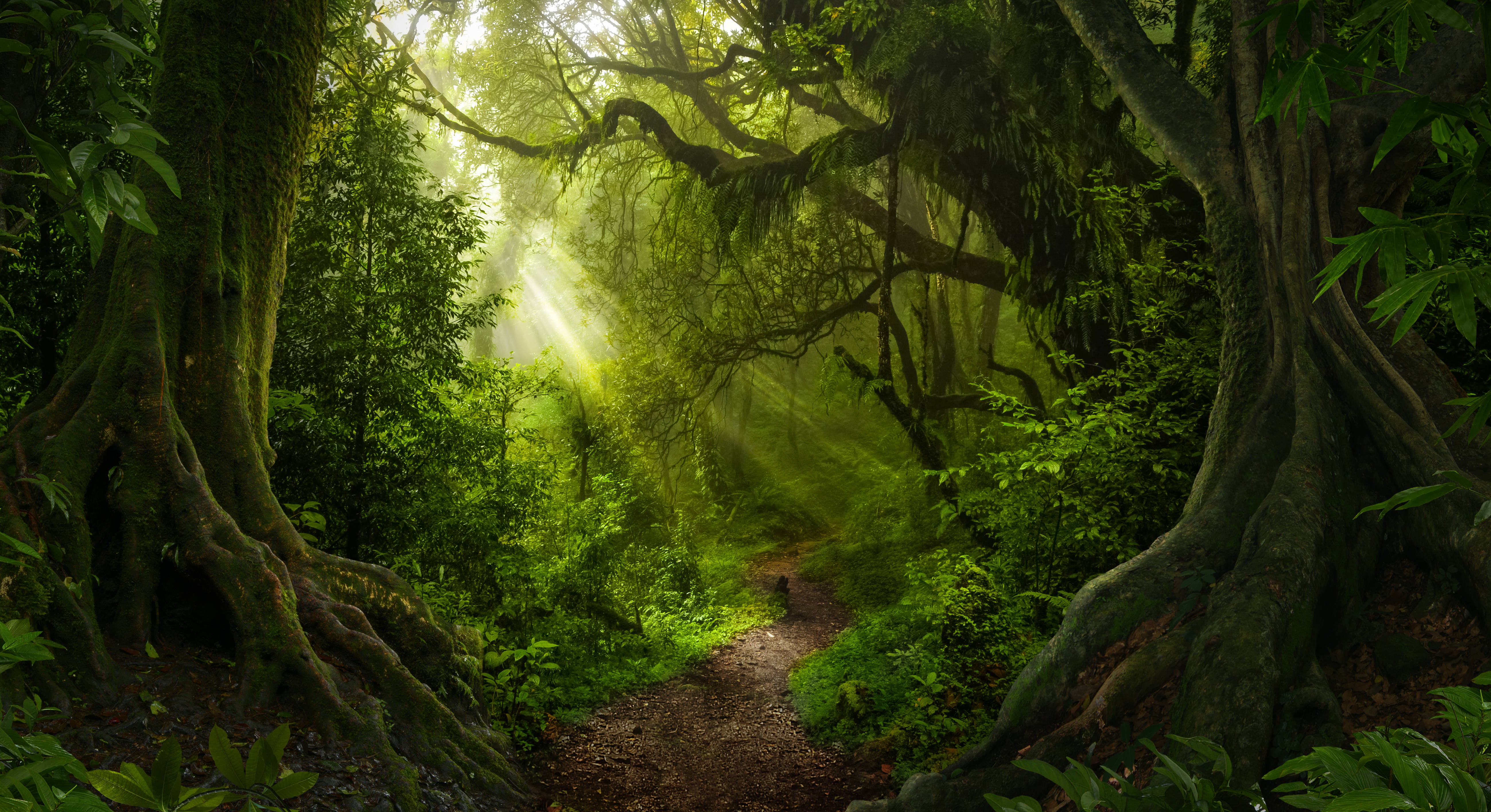 雨林之心 壁紙 — 陽光穿過長滿苔蘚的古樹，照亮蜿蜒的森林小徑。