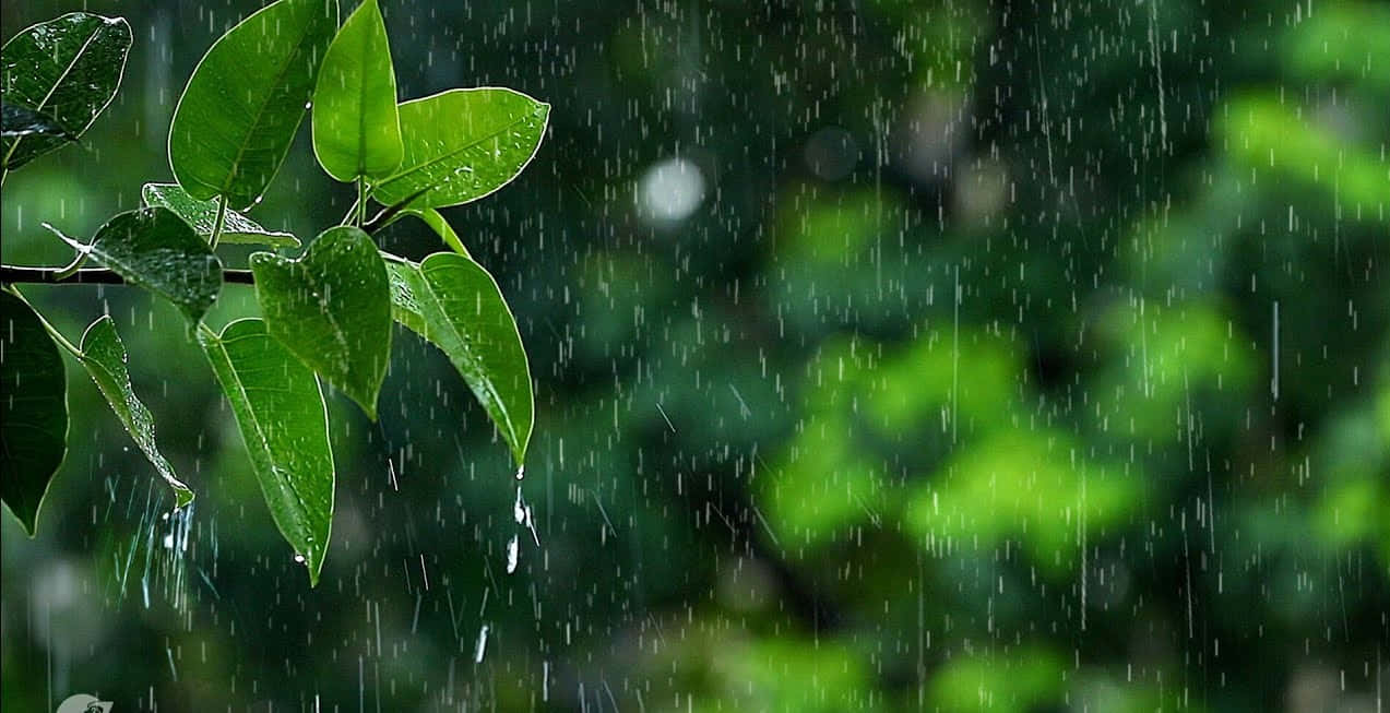 綠葉在森林中因落下的雨滴而閃閃發光。