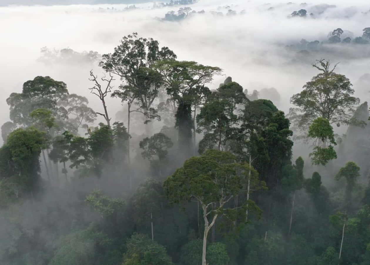 高聳的叢林樹木從濃霧中浮現，呈現迷霧籠罩的雨林景象。