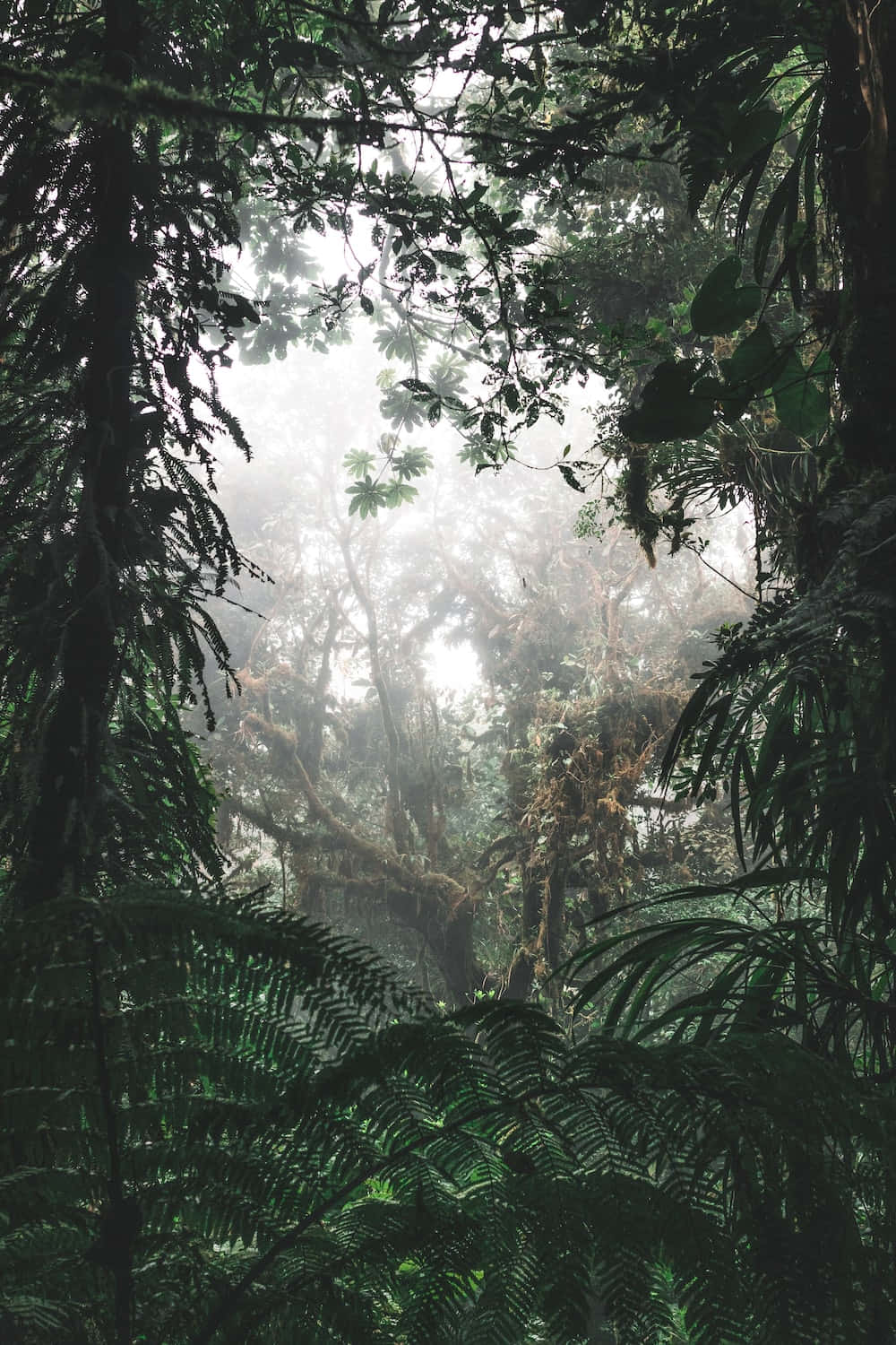 雨林背景 壁紙