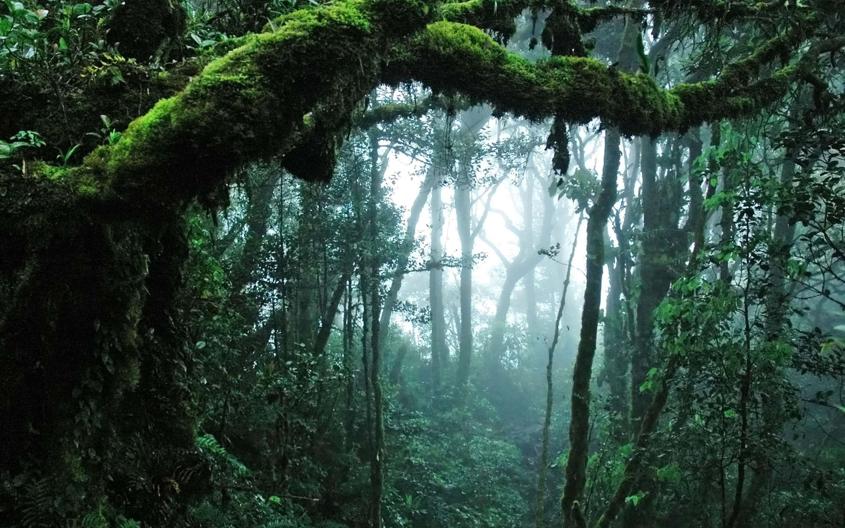 雨林背景 壁紙