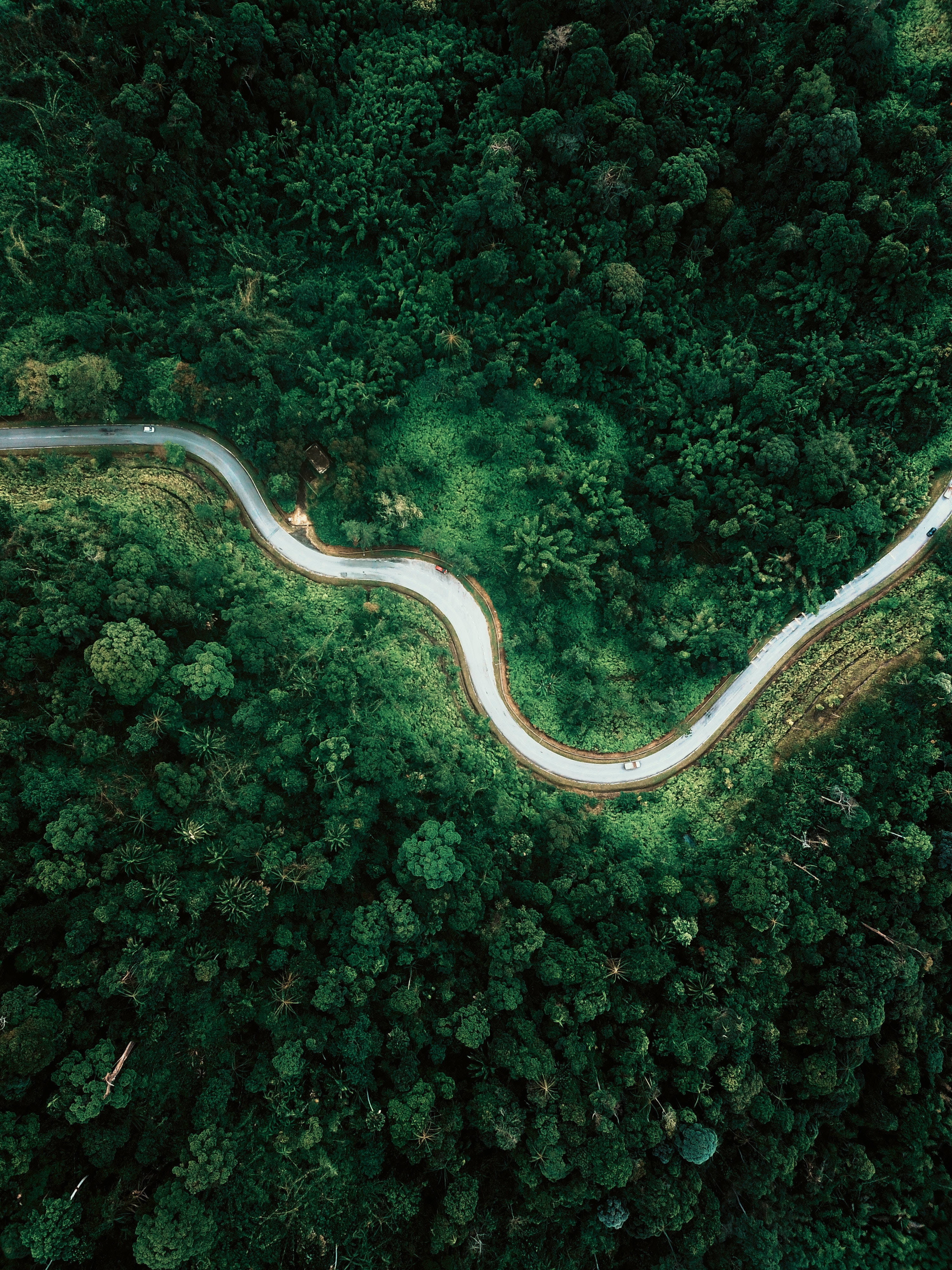 雨林蜿蜒公路 壁紙 — 一條蜿蜒的道路從空中俯瞰穿過茂密的翡翠森林。