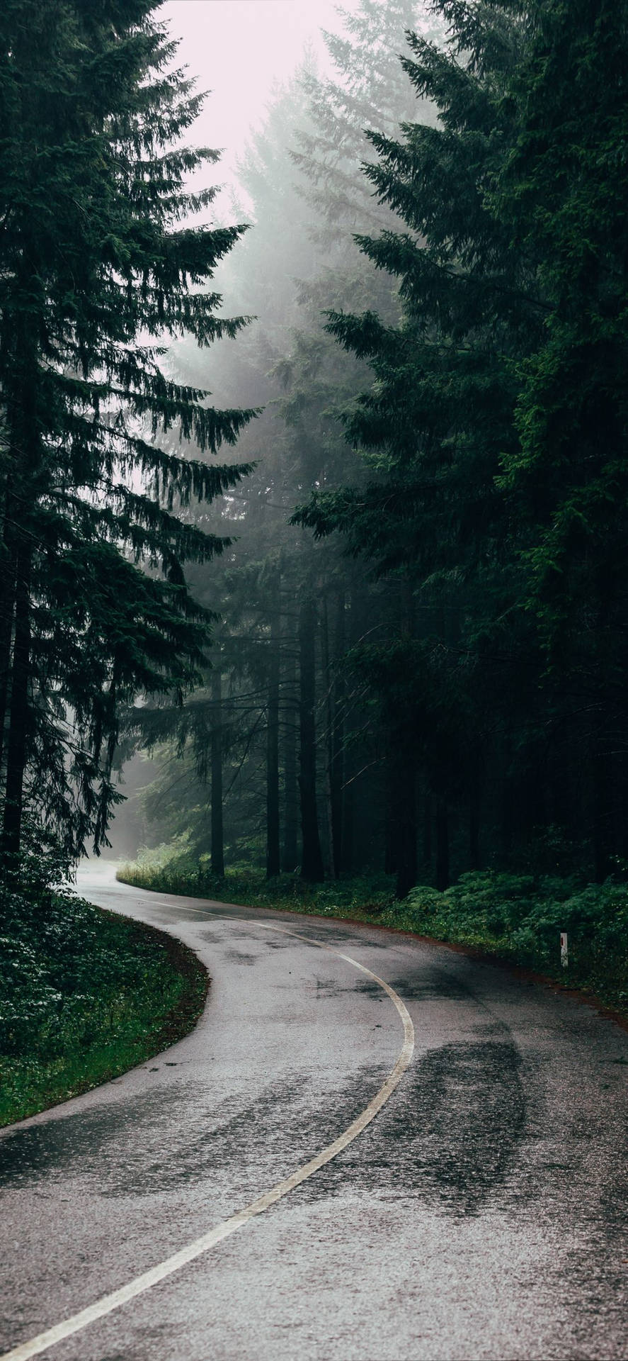 黃昏時分，潮濕蜿蜒的道路穿過霧氣瀰漫的常青樹林。
