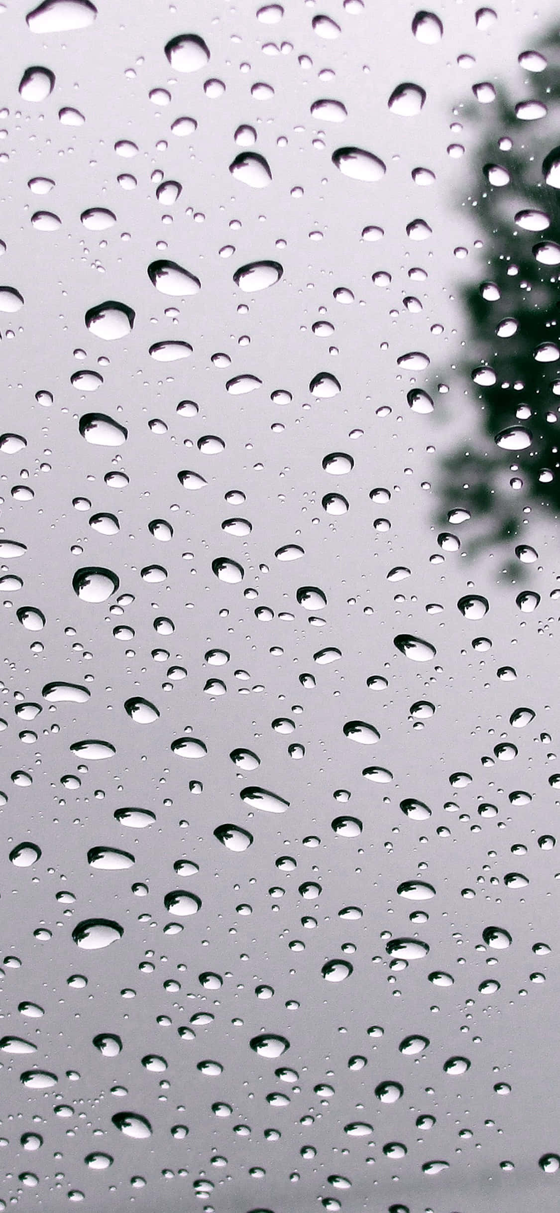 夏天 iPhone 桌布 壁紙 — 雨滴依附在玻璃窗上，角落可見模糊的綠色樹葉。