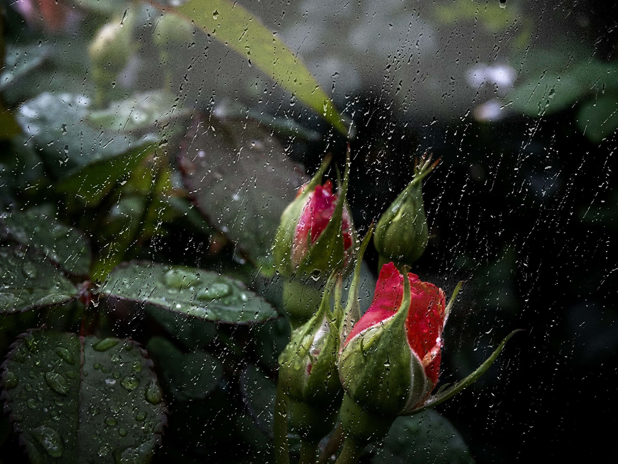 Rose In Rain 桌布 壁紙 — 雨滴劃過窗戶，鮮紅的玫瑰花蕾在霧濛濛的花園中從茂密的綠葉間探出頭來。