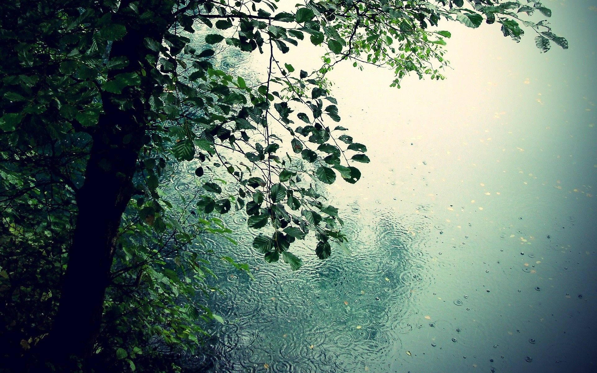 Raining 桌布 壁紙 — 雨滴在平靜的湖面上泛起漣漪，湖面上方是茂密綠樹的垂枝。