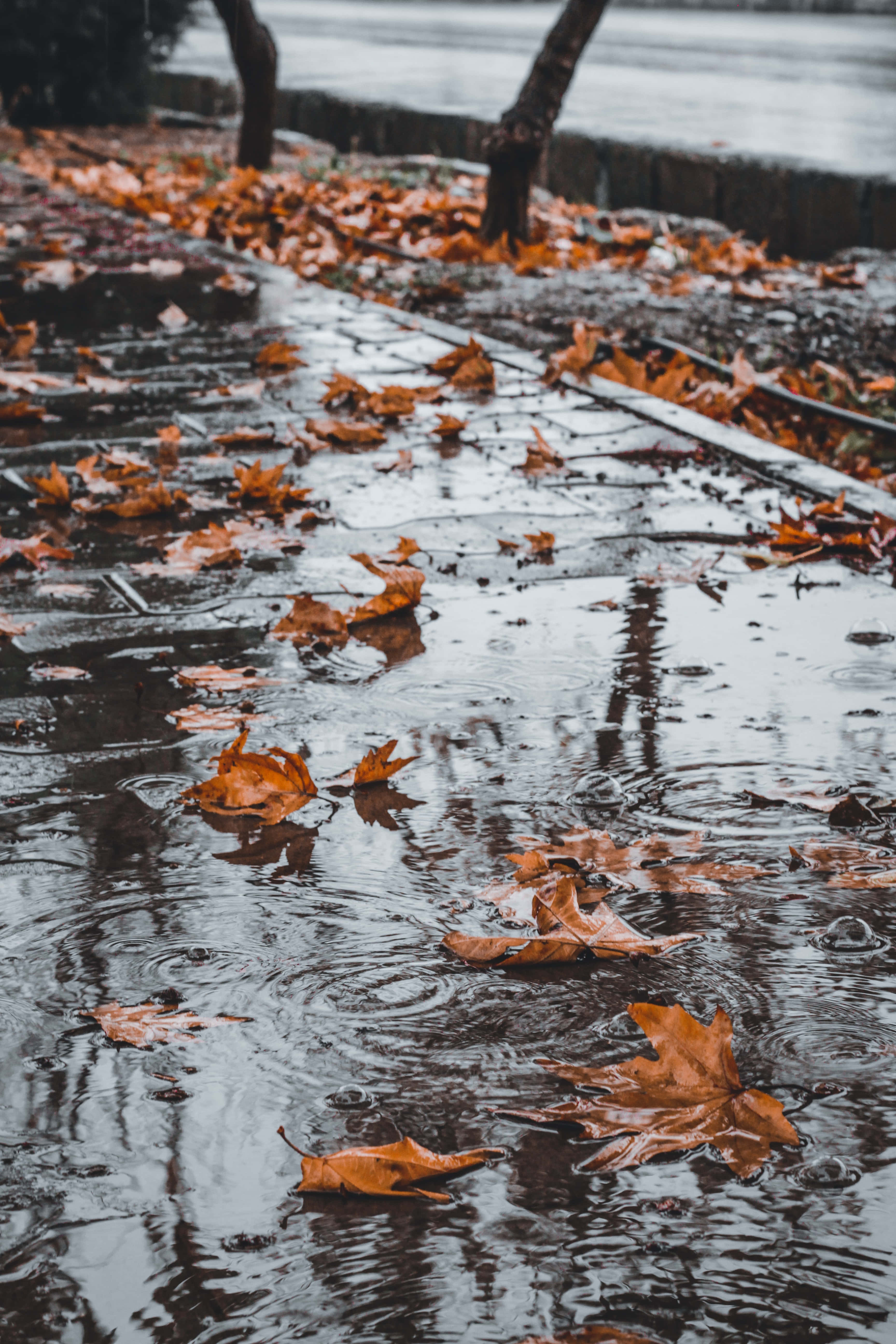 Fall Rain 桌布 壁紙 — 雨滴在潮濕的人行道上泛起漣漪，人行道上散落著陰天天空下掉落的橙色楓葉。