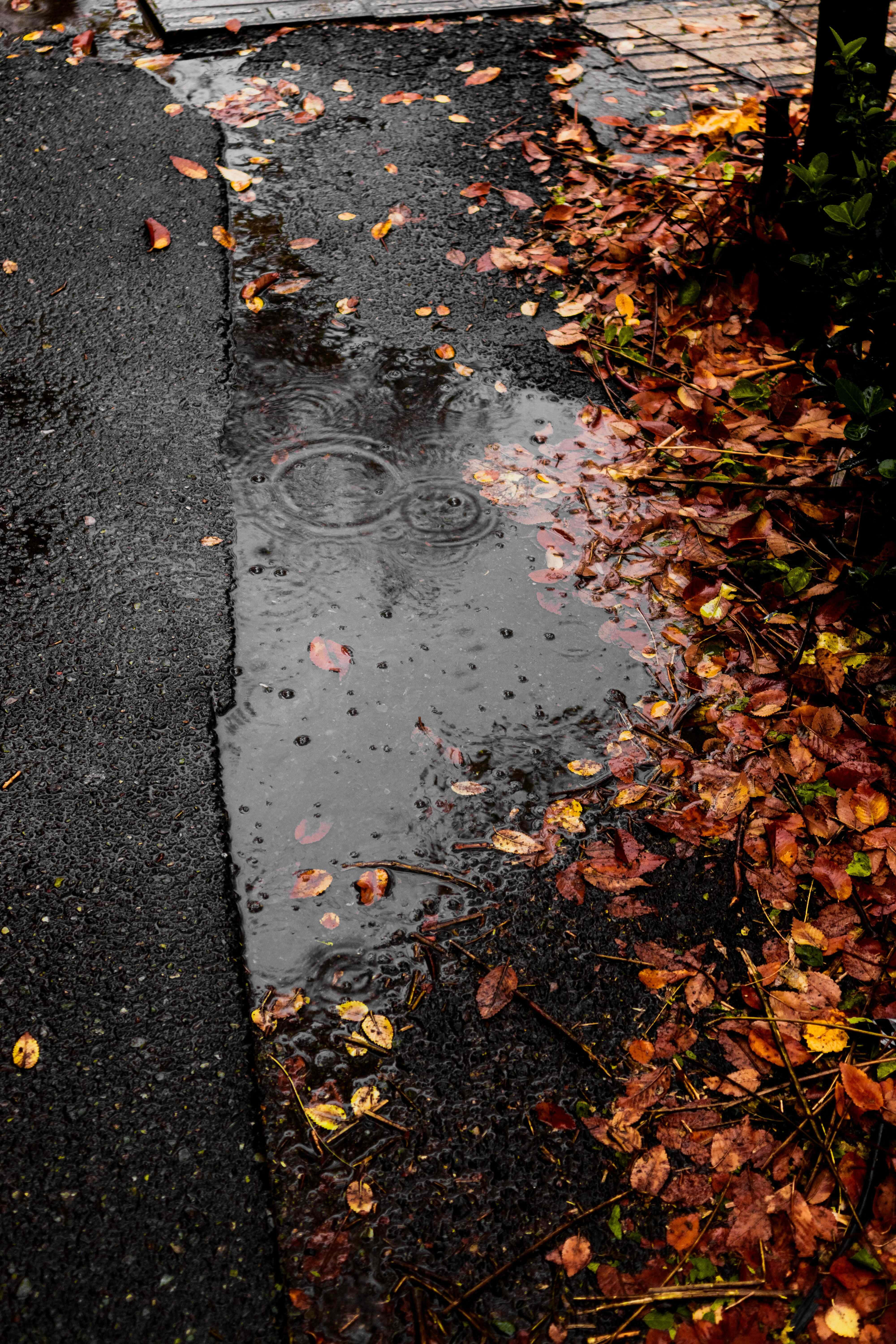 Fall Rain 桌布 壁紙 — 雨滴在濕漉漉的瀝青小徑上的水窪中泛起漣漪，小徑上散落著秋天的落葉。