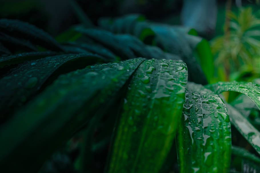 特寫鏡頭：黑暗森林中光滑綠葉上的雨滴。