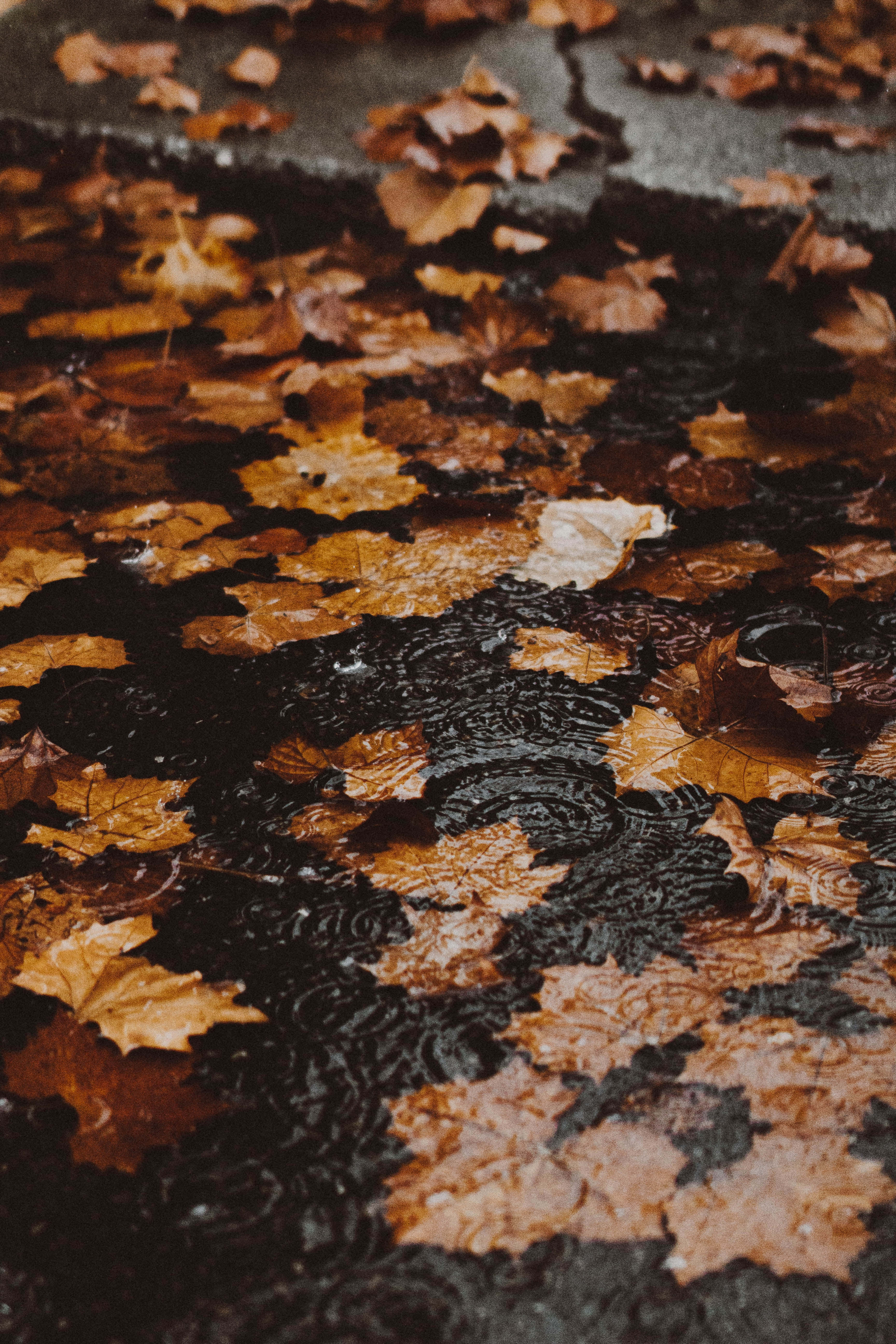 Fall Rain 桌布 壁紙 — 雨滴在黑暗的水坑中泛起漣漪，水坑中散落著落下的琥珀色楓葉。