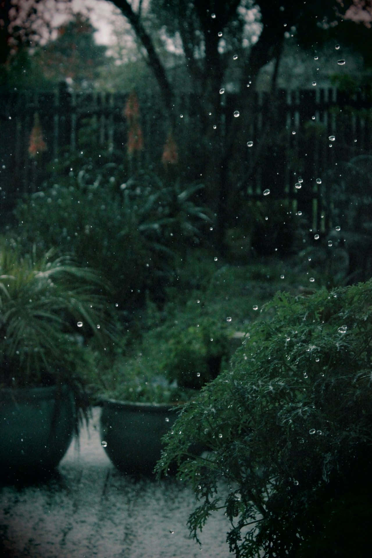 深綠色美學動態圖 桌布 壁紙 — 雨滴沿著玻璃窗滑落，窗外是薄霧籠罩的花園，種有盆栽蕨類和樹木，籠罩在柔和的暮色中。