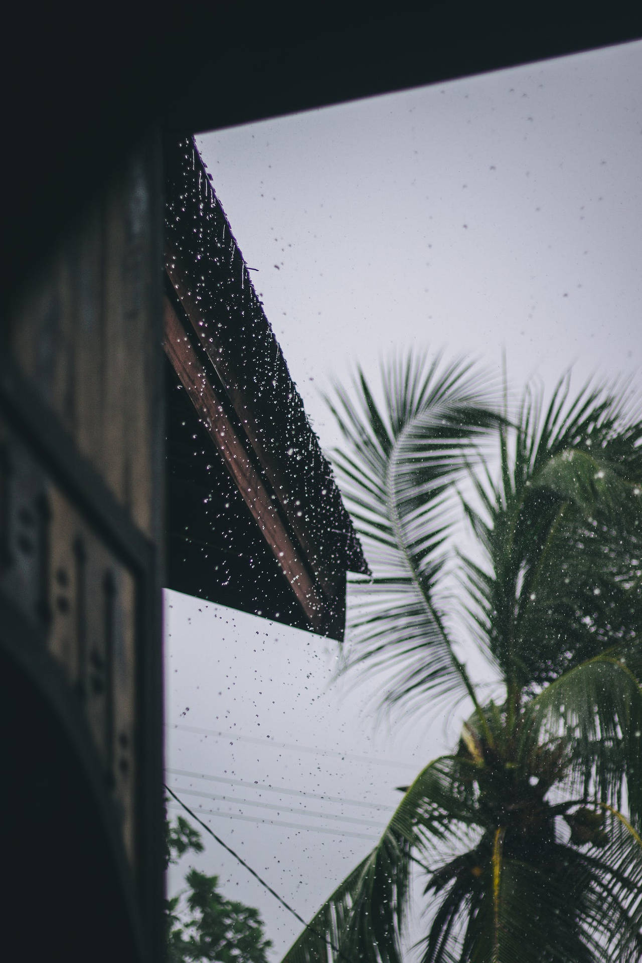 雨落在屋頂上，背景有一棵棕櫚樹。