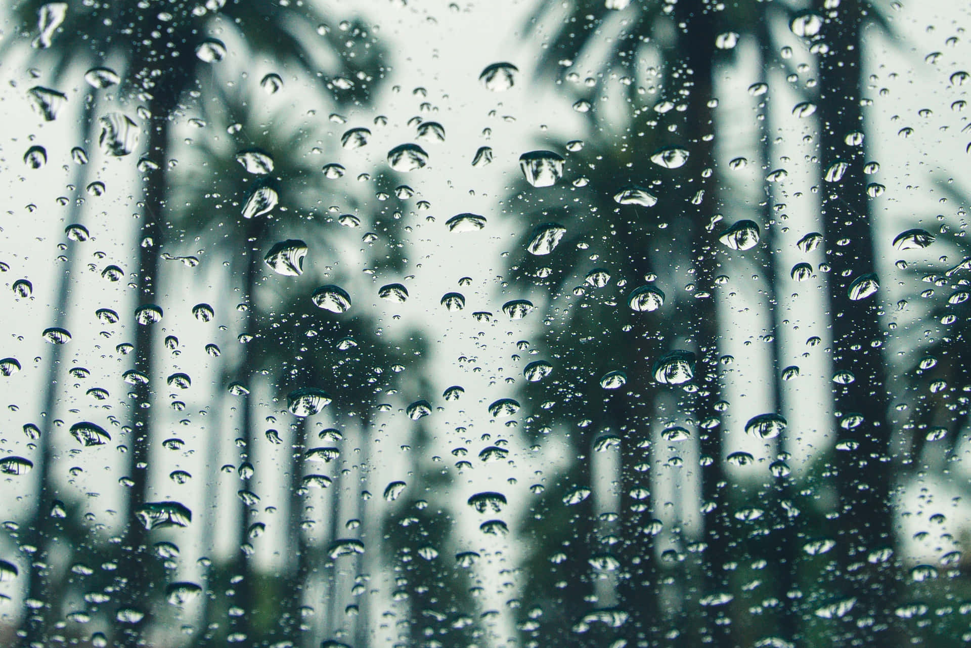 玻璃上的雨滴與背景模糊的棕櫚樹