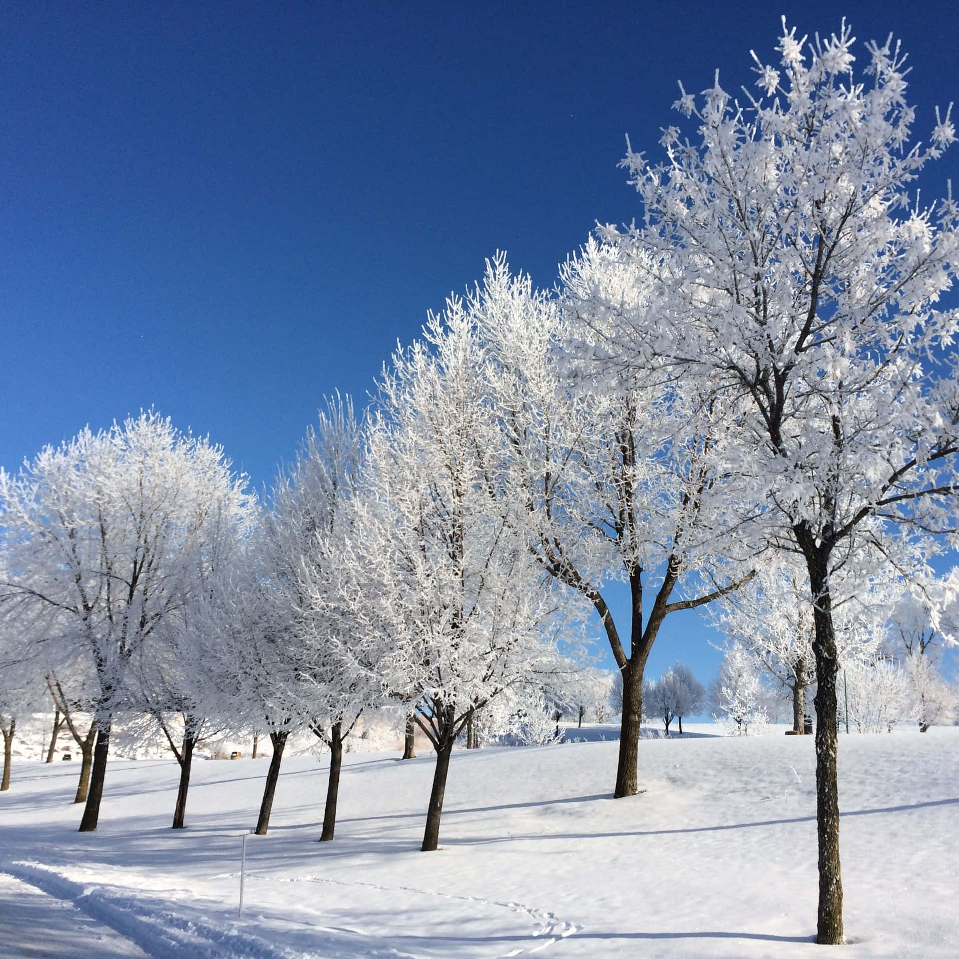 晴朗藍天下，雪地中的霜凍樹木。